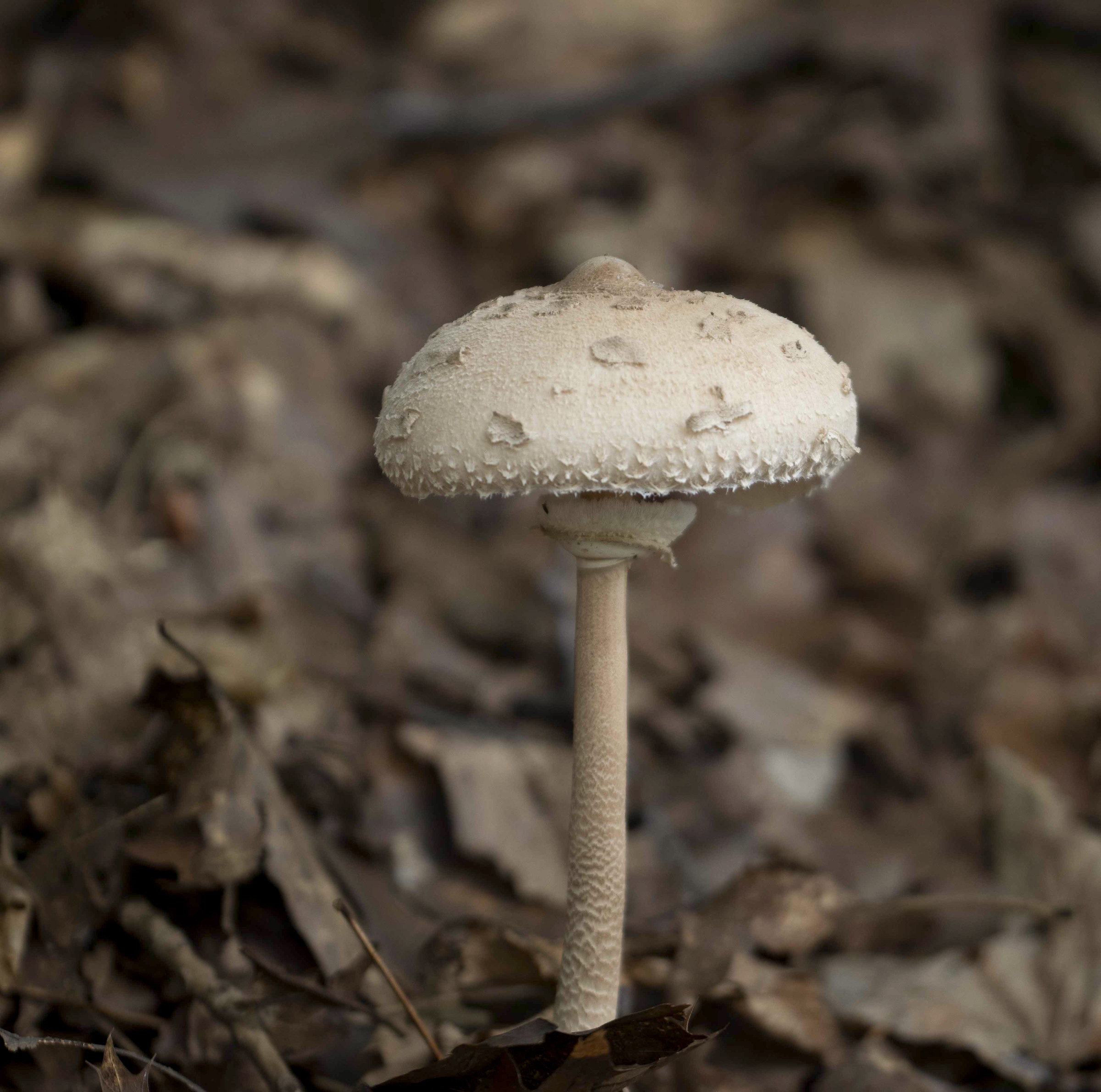 Mazza di tamburo (lepiota)