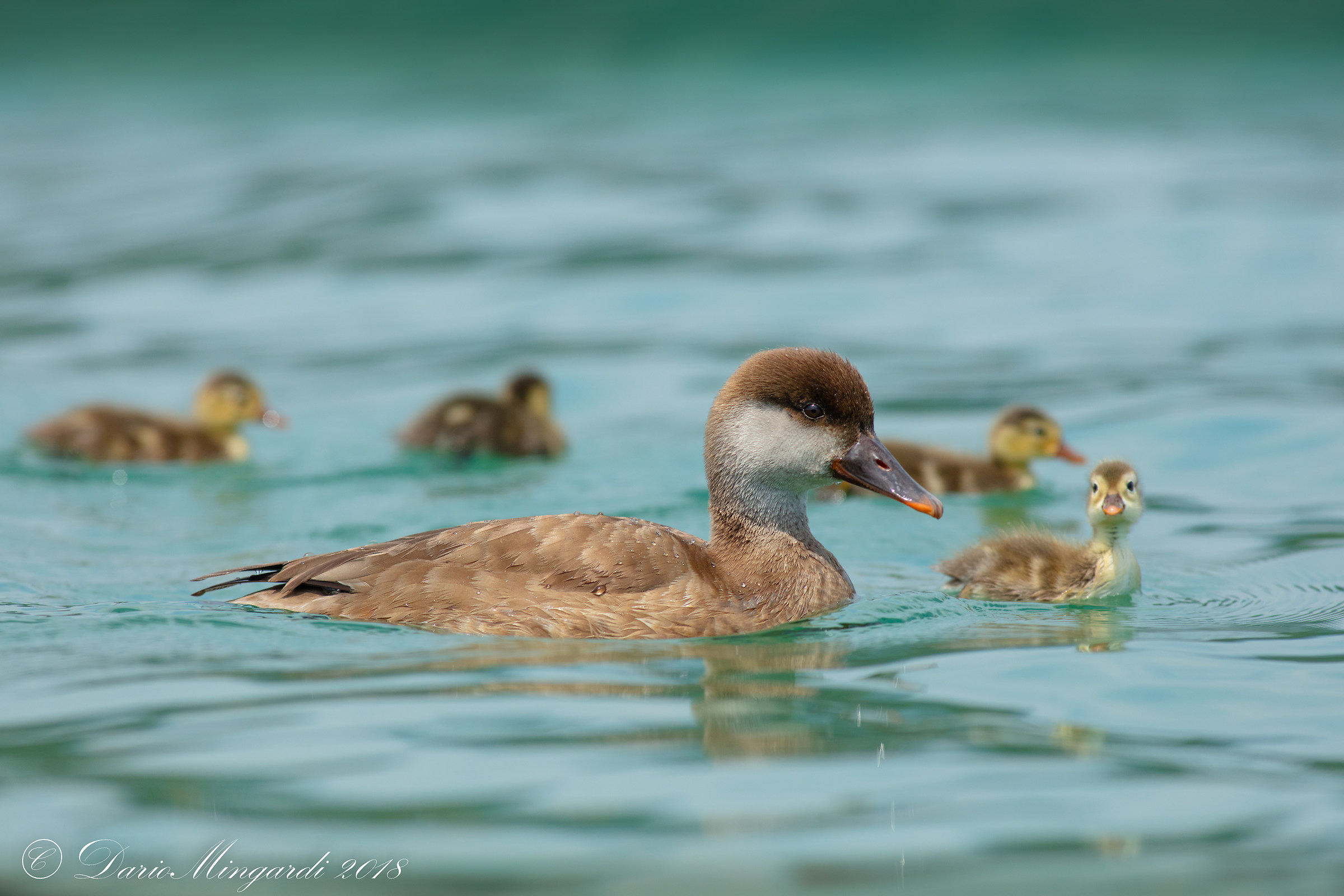 Mamma Fistione Turco con pulcini sul Lago di Garda