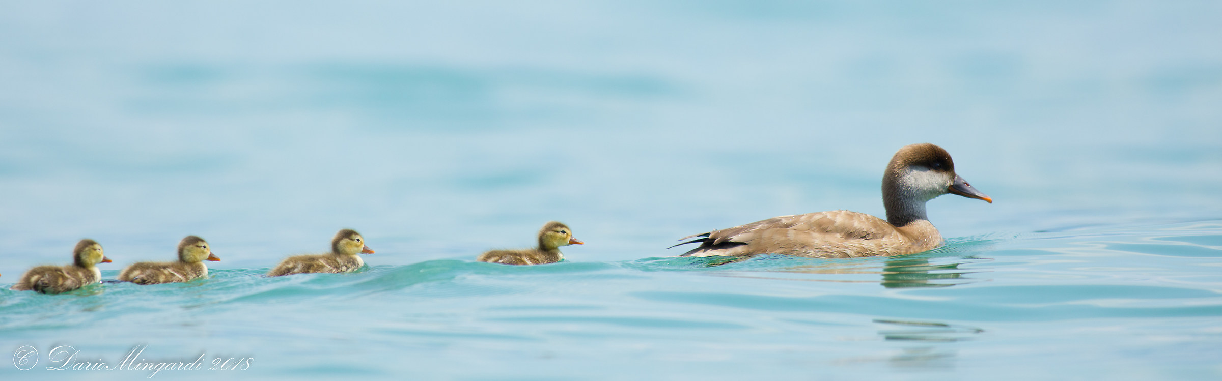 Mamma Fistione Turco con pulcini sul Lago di Garda
