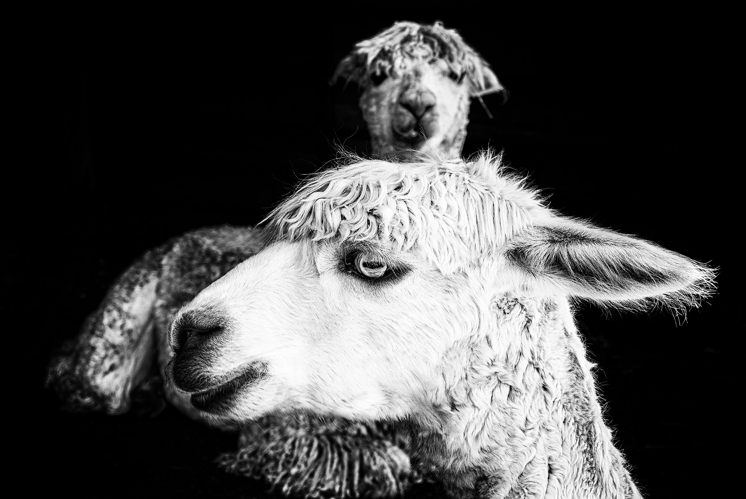 Ritratto dell'Alpaca