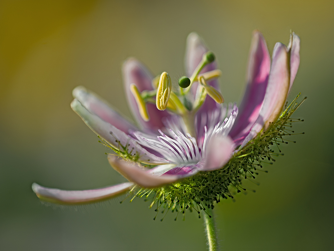 Soffice fiore della passione