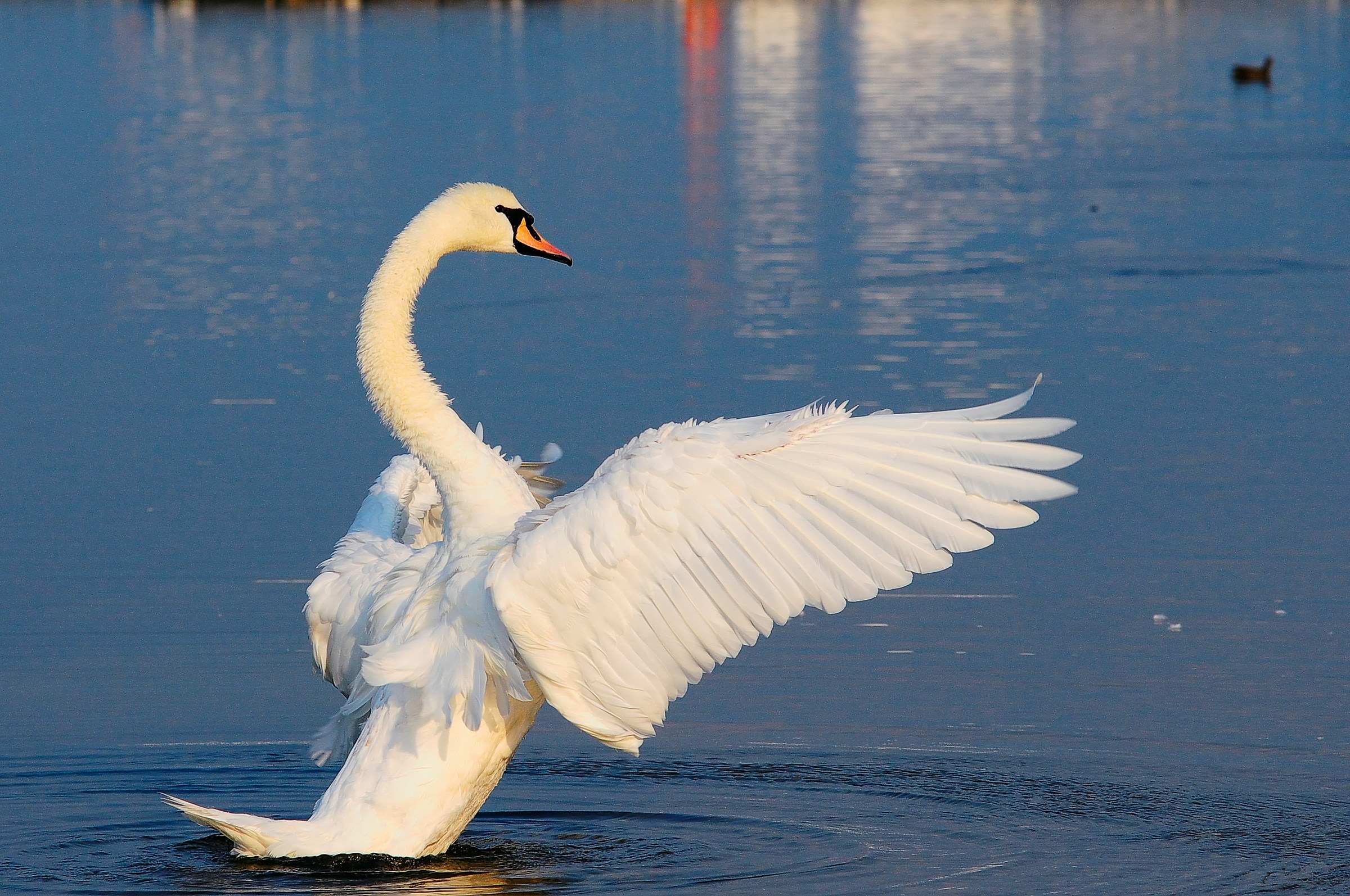 Il cigno