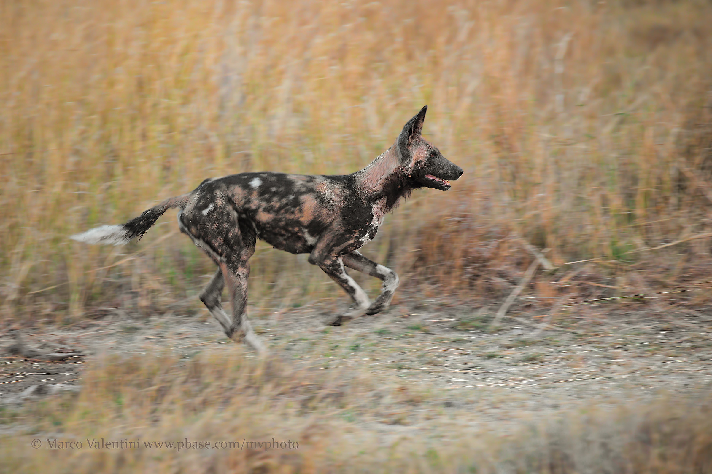 Wild Dog Panning