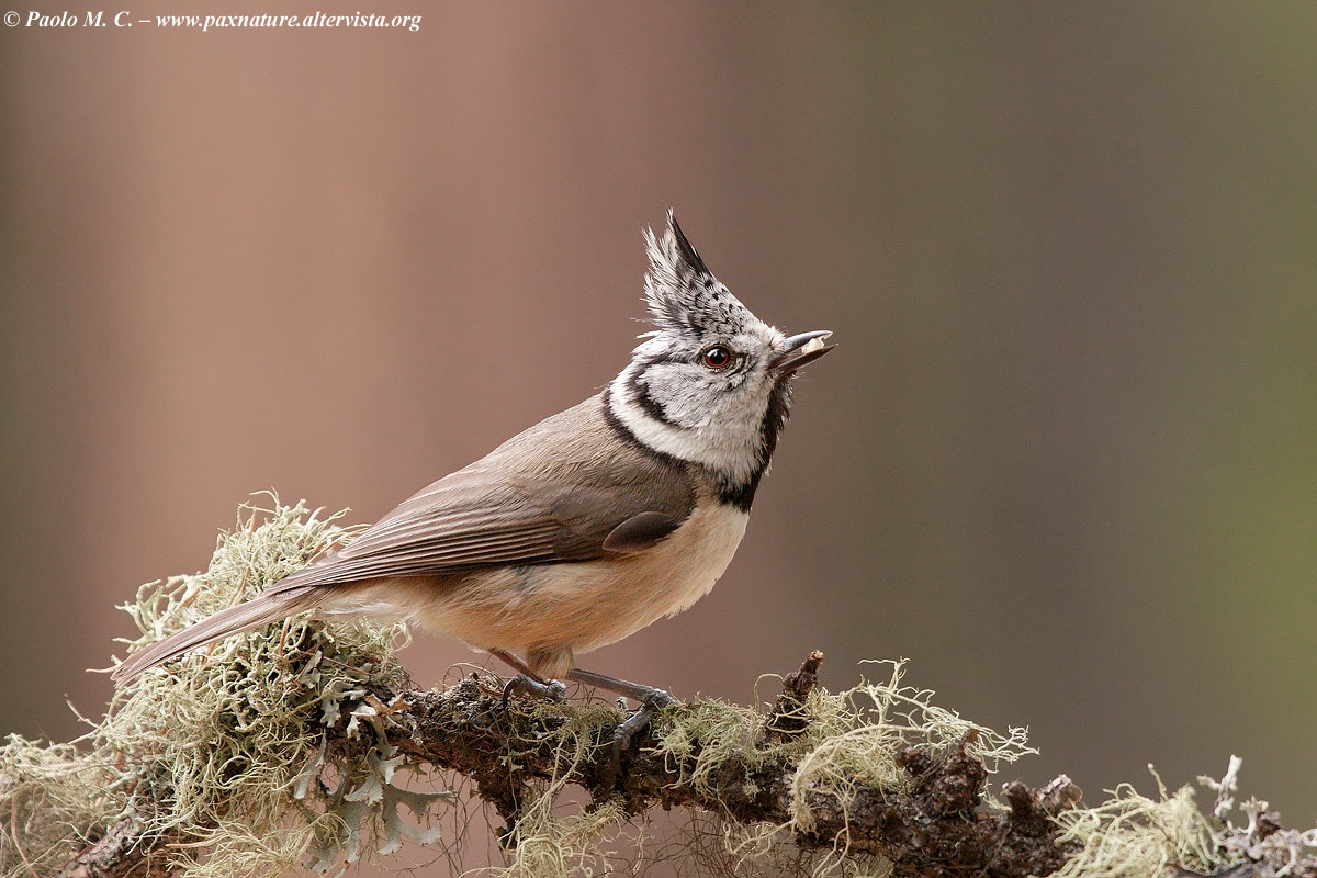 Crested tit