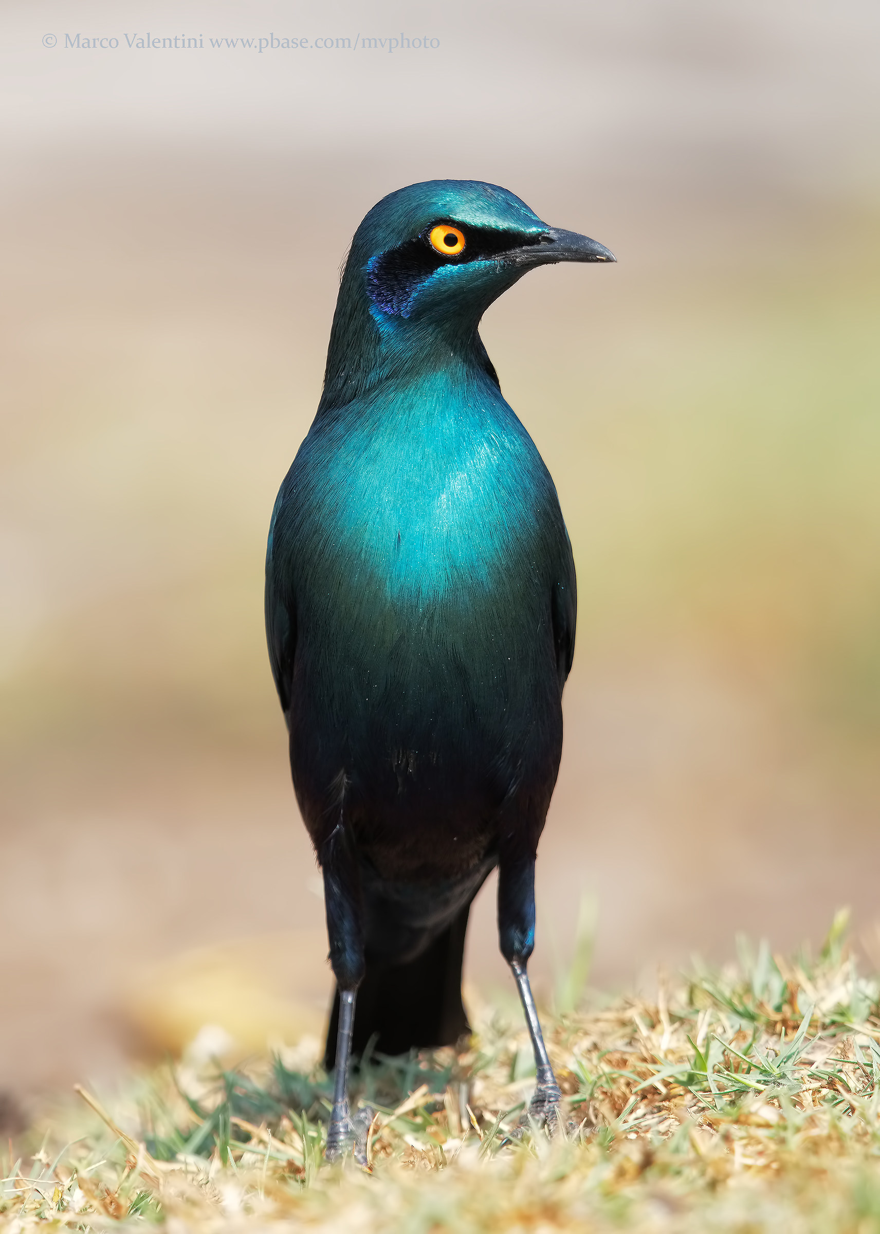 Metallic HD Starling