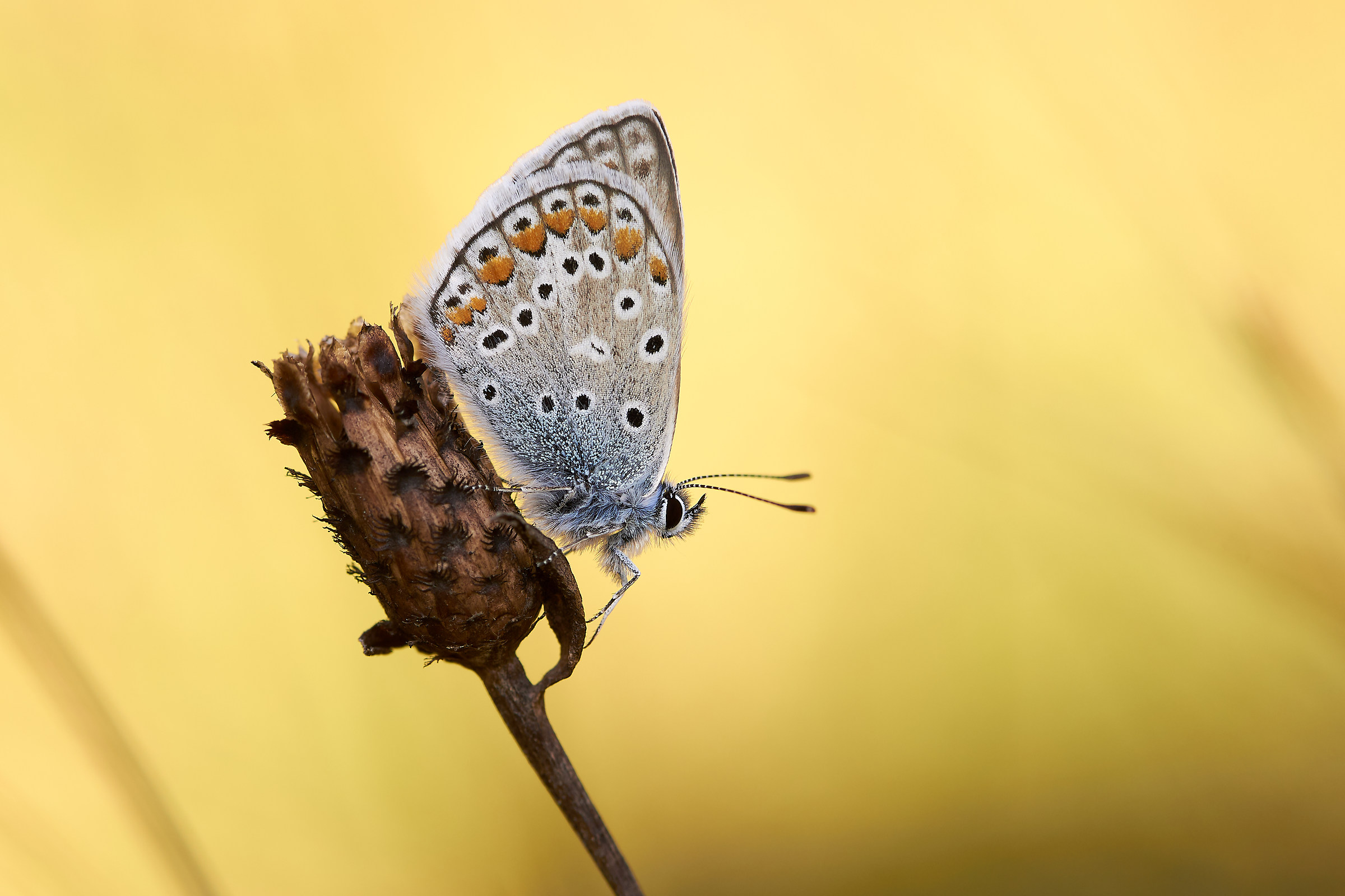 Polyommatus Icarus Male