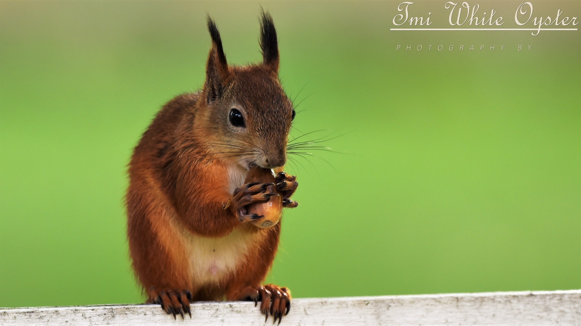 Scoiattolo ala carte