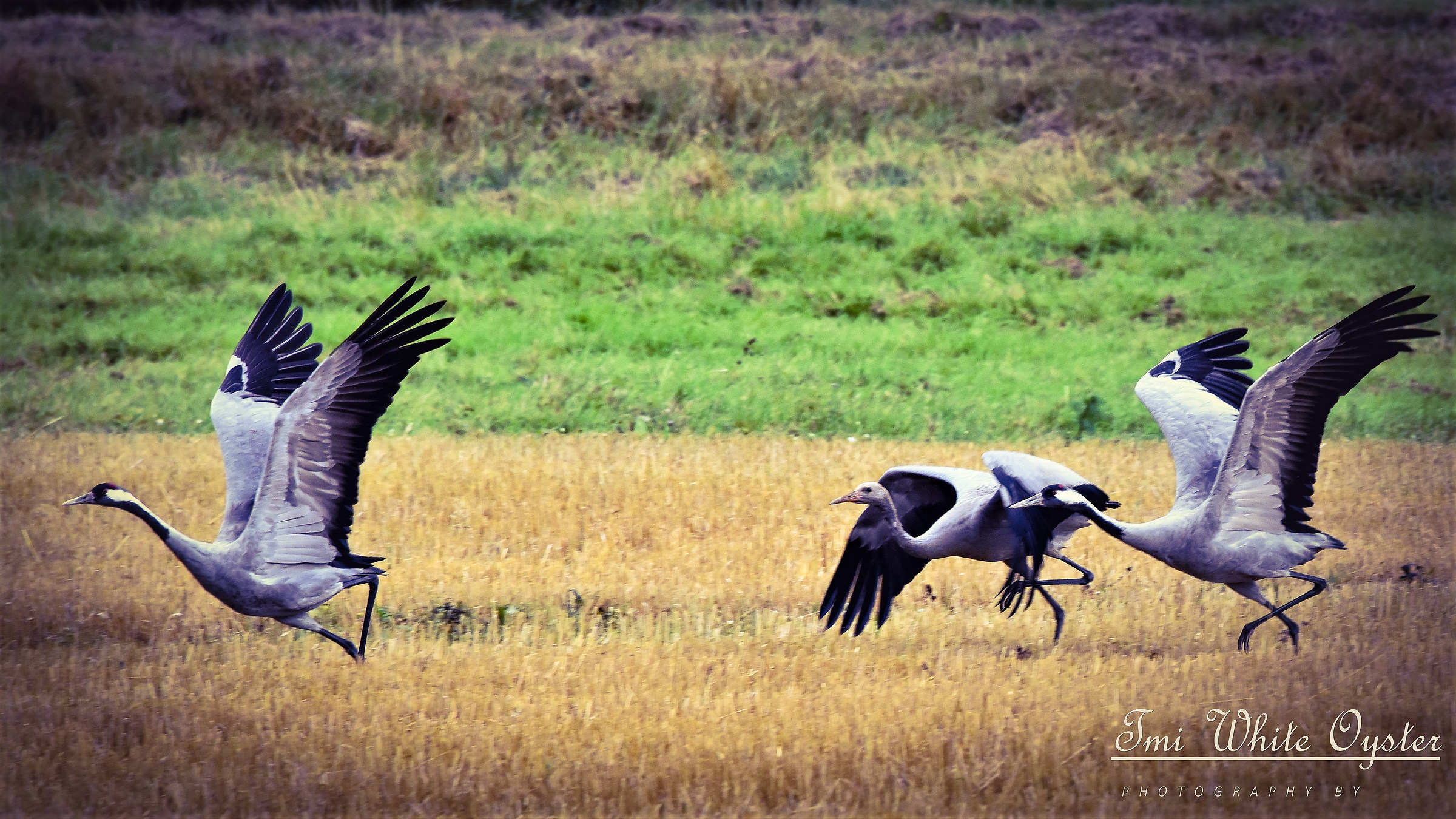 le fruste si spengono