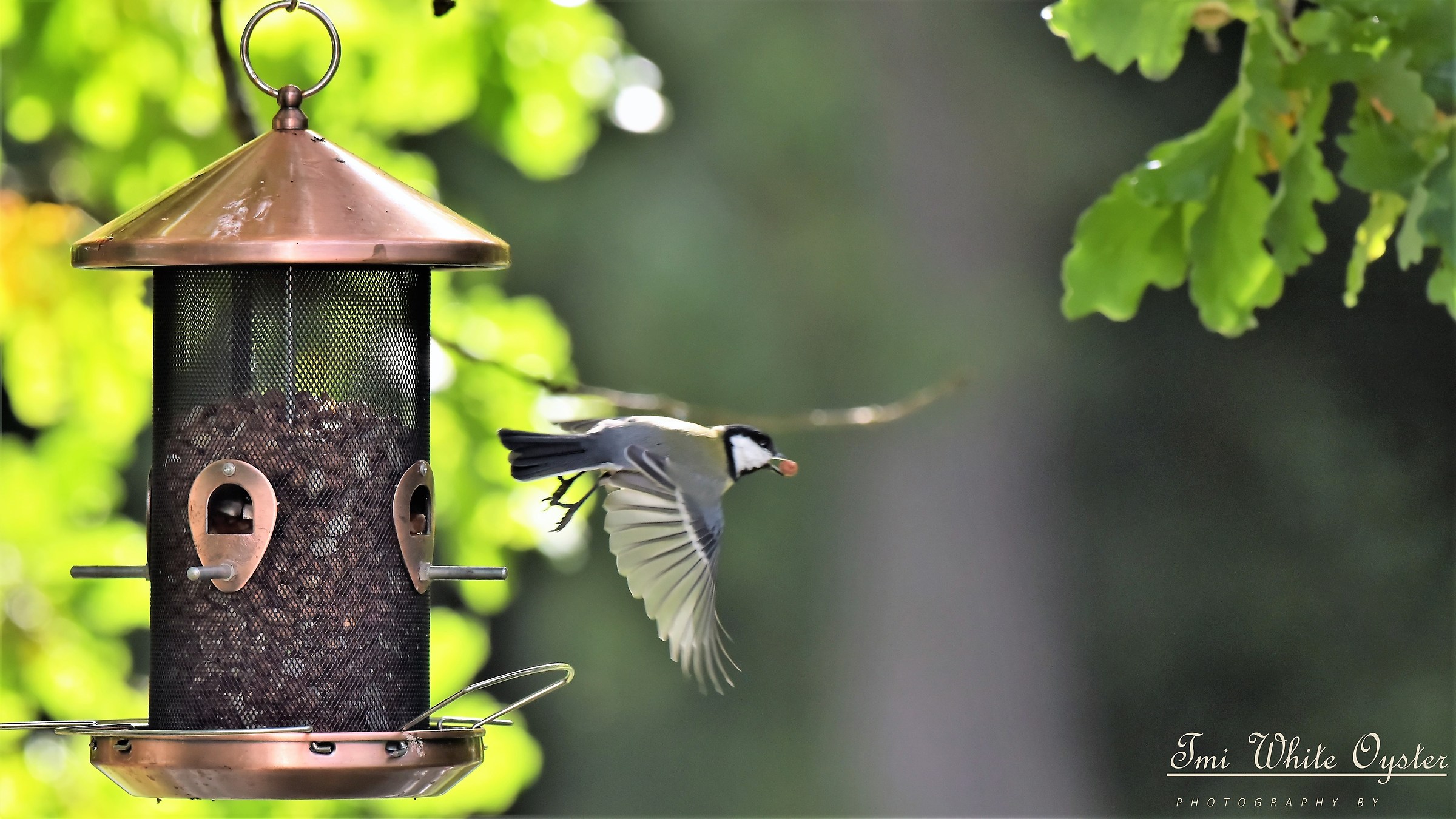 L'uccello cerca il dado