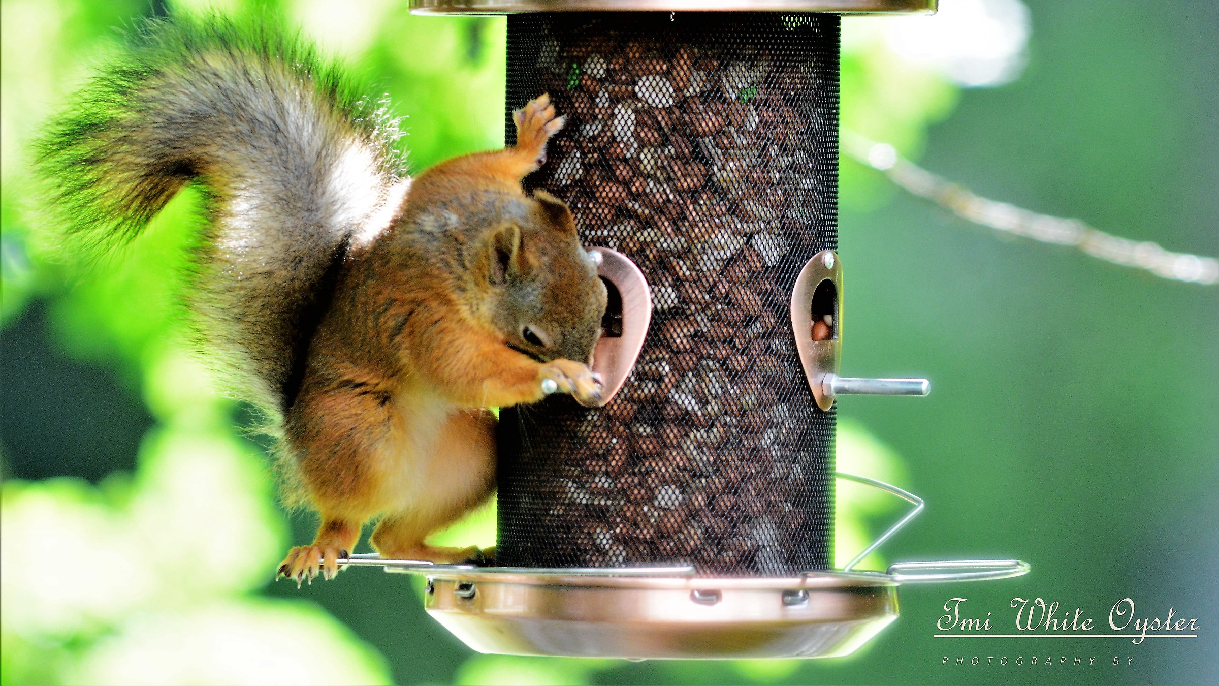 Lo scoiattolo ha familiarità con una macchina dado