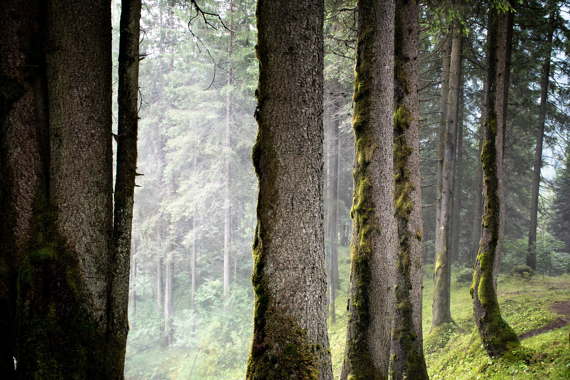 Luce strana sui tronchi