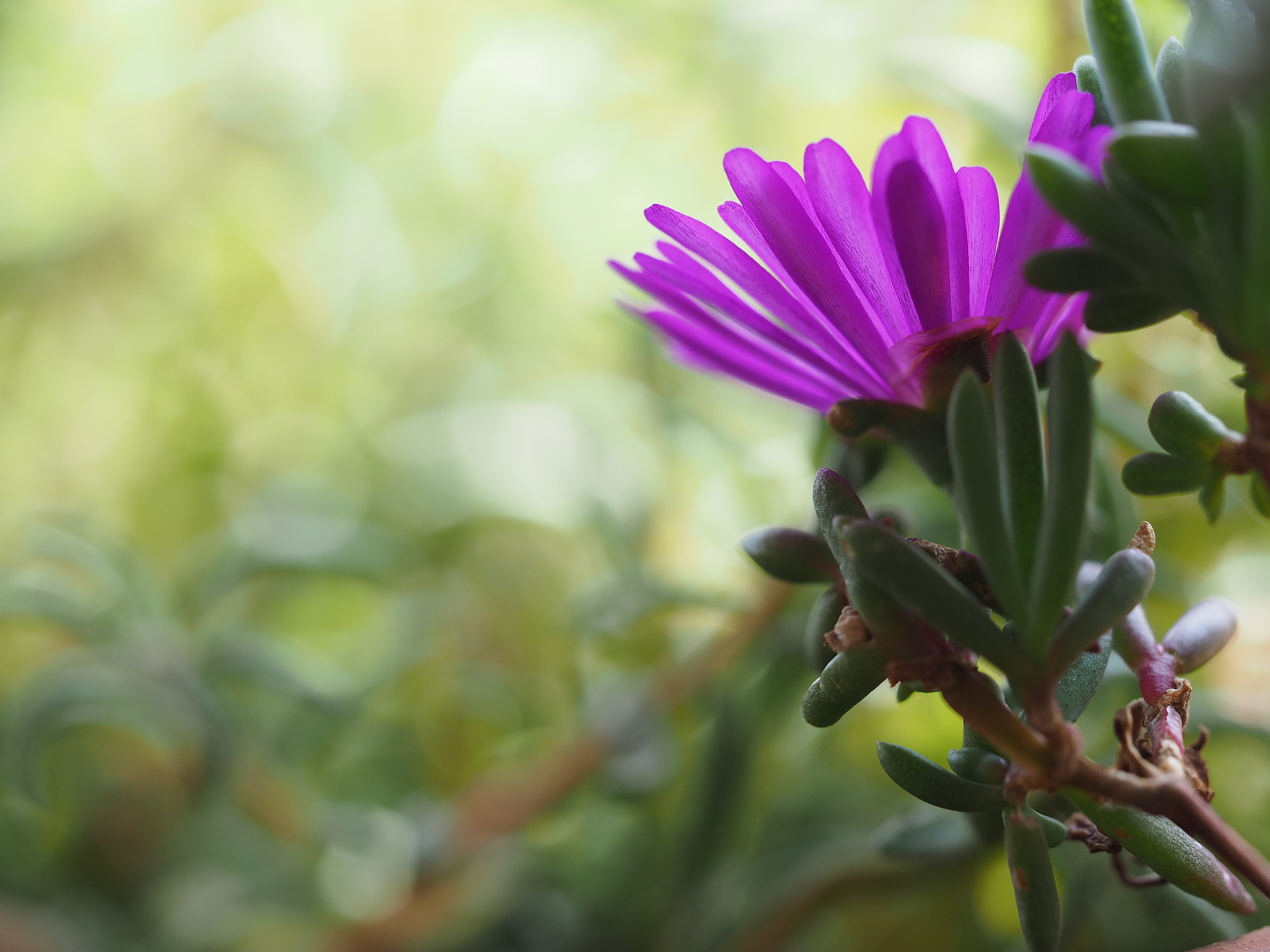 lo sfondo dietro a un fiore