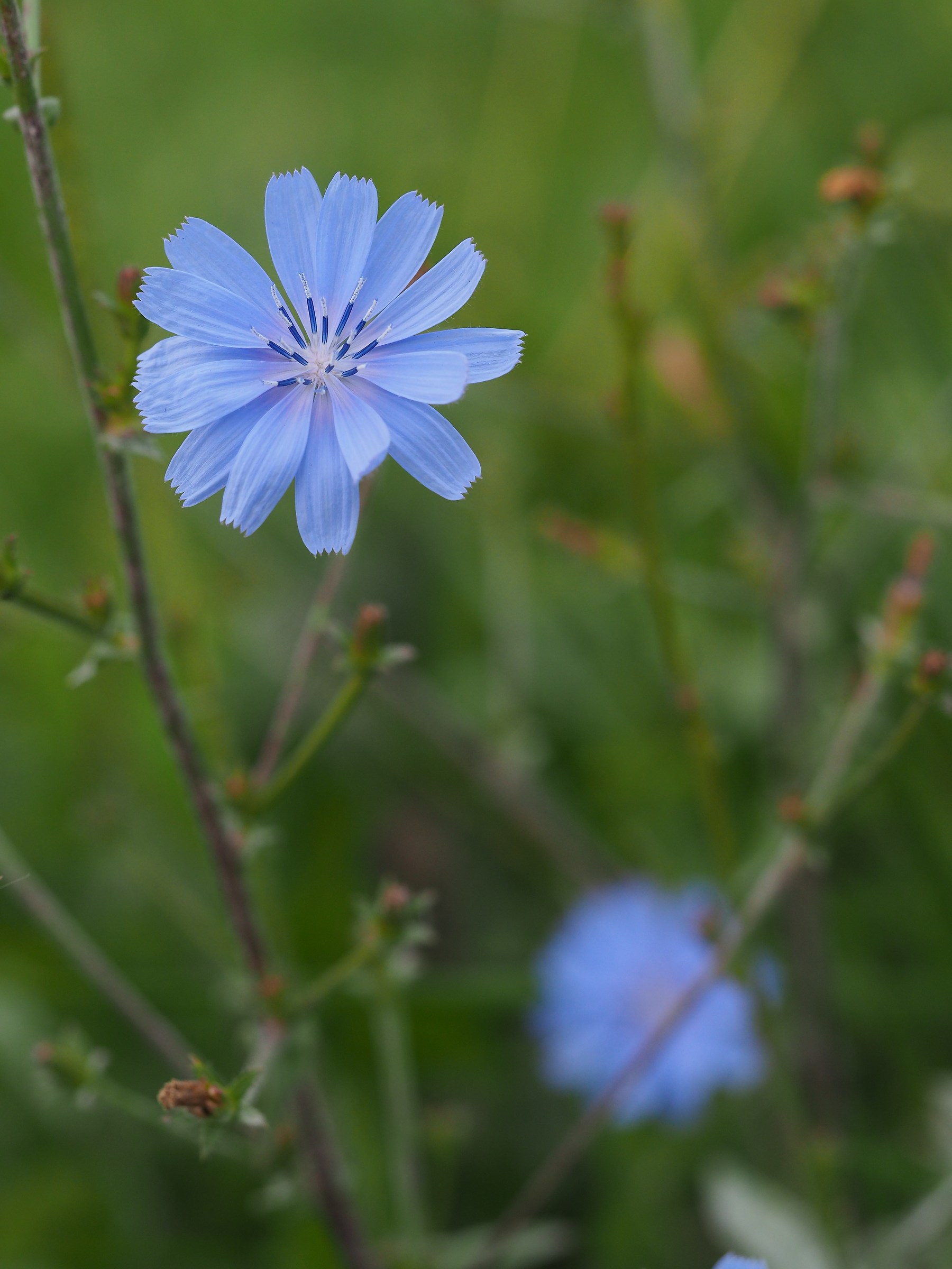 fiore di cicoria selvatica