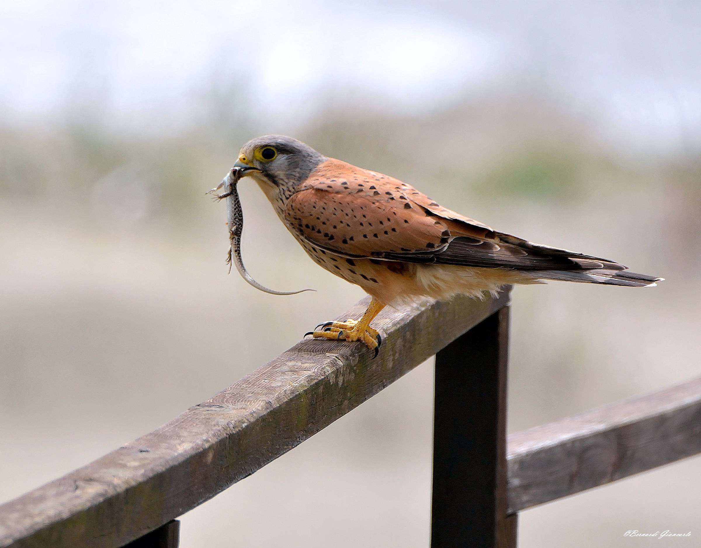 Kestrel with Prey 3