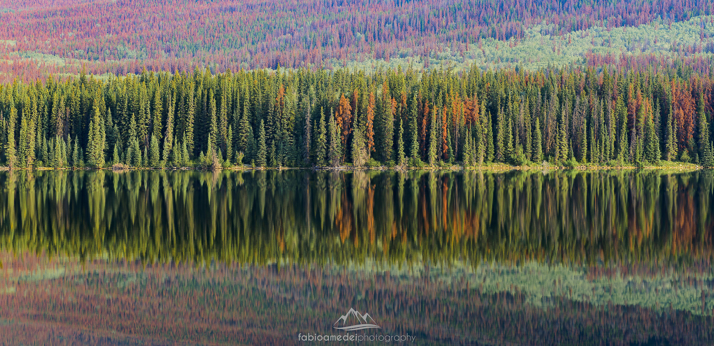 Rockies Forests
