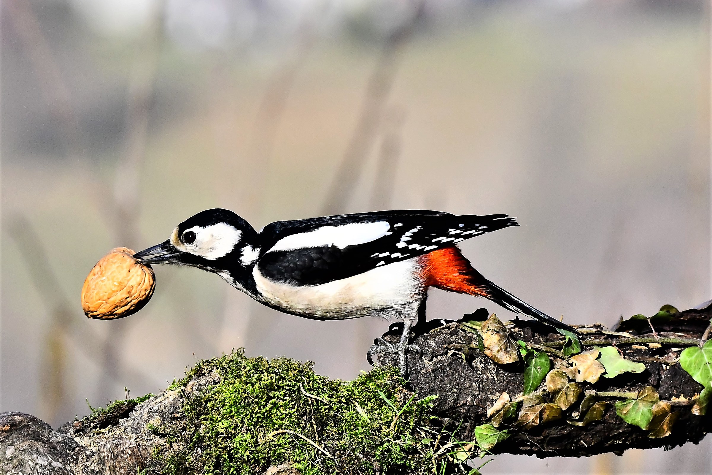 picchio rosso con la noce