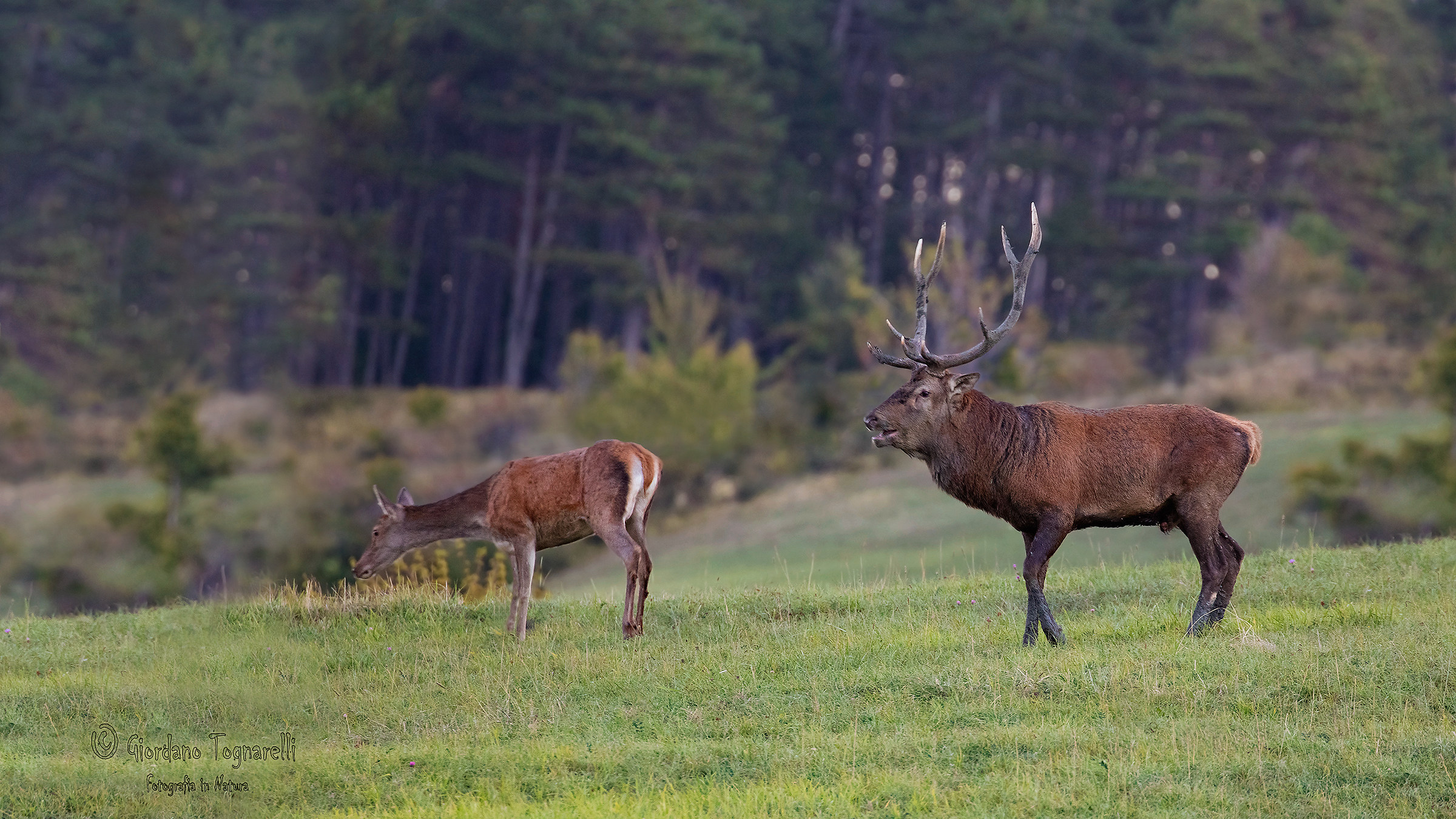 Cervi dell'appennino