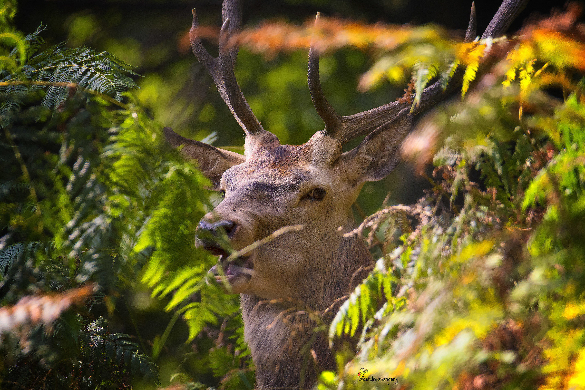 The look of the deer