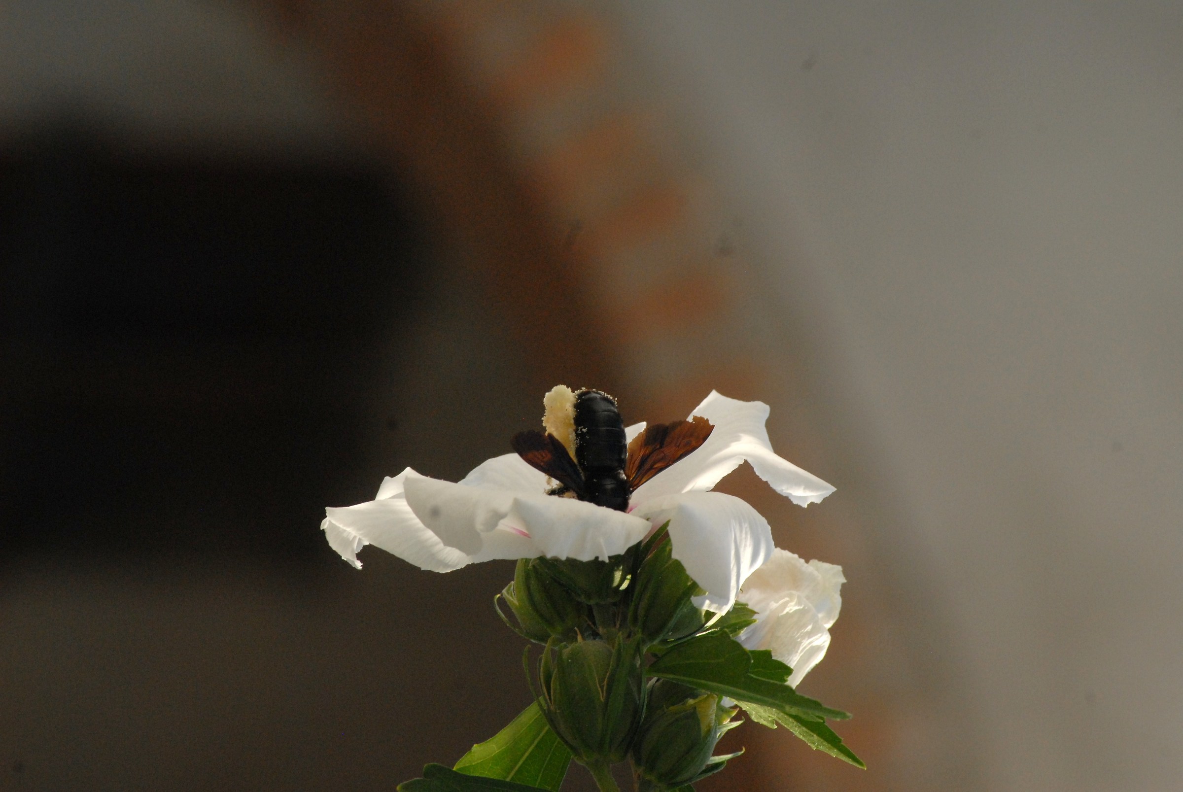 Those at the bottom are the Migilori