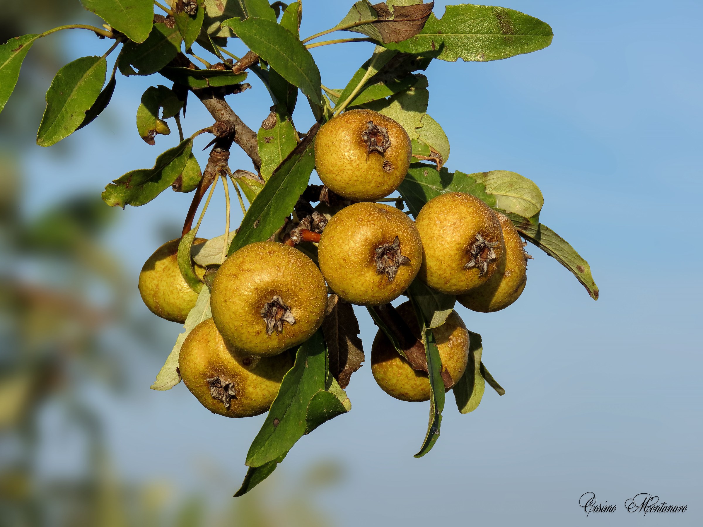 Wild Pear