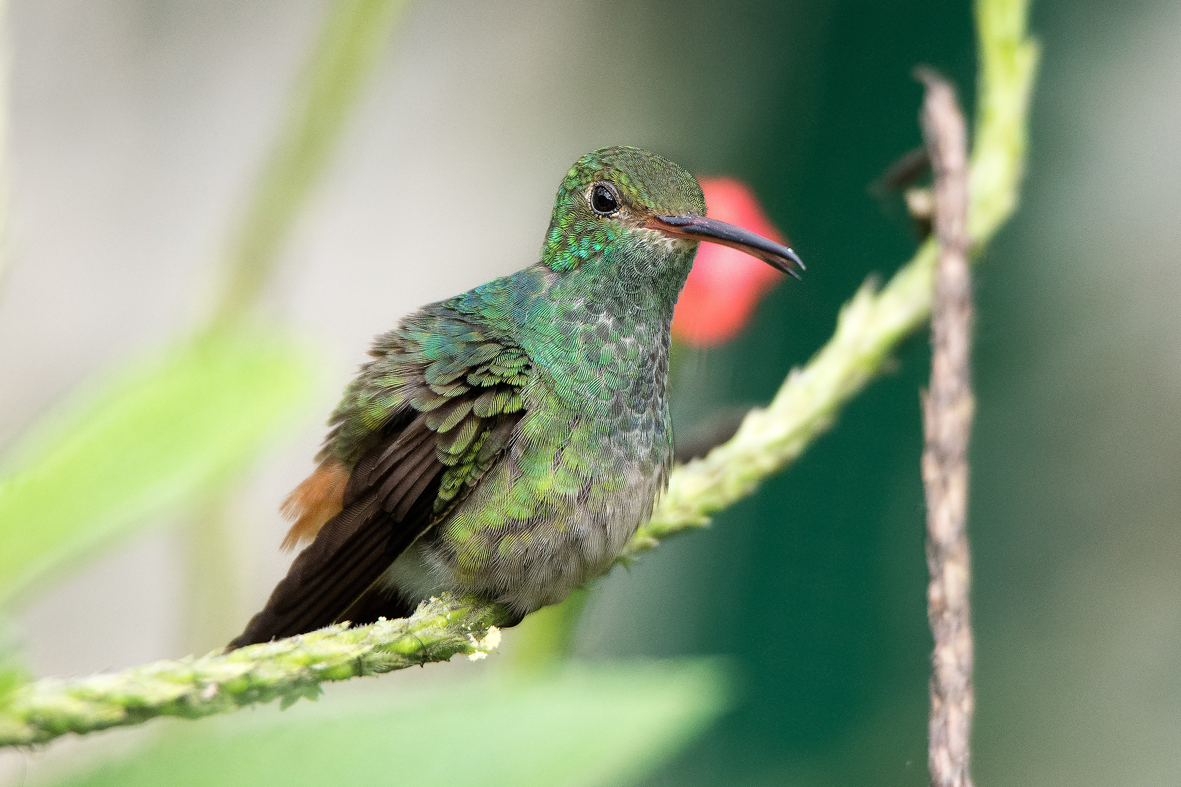 Colibri Costa Rica