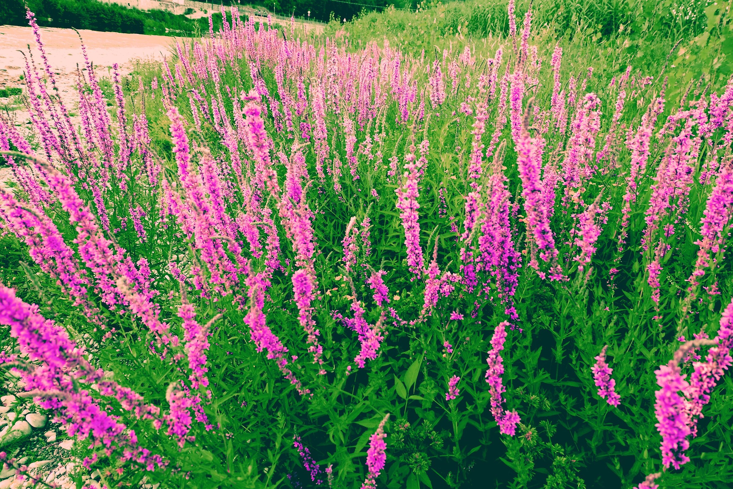 Nature and Simplicity