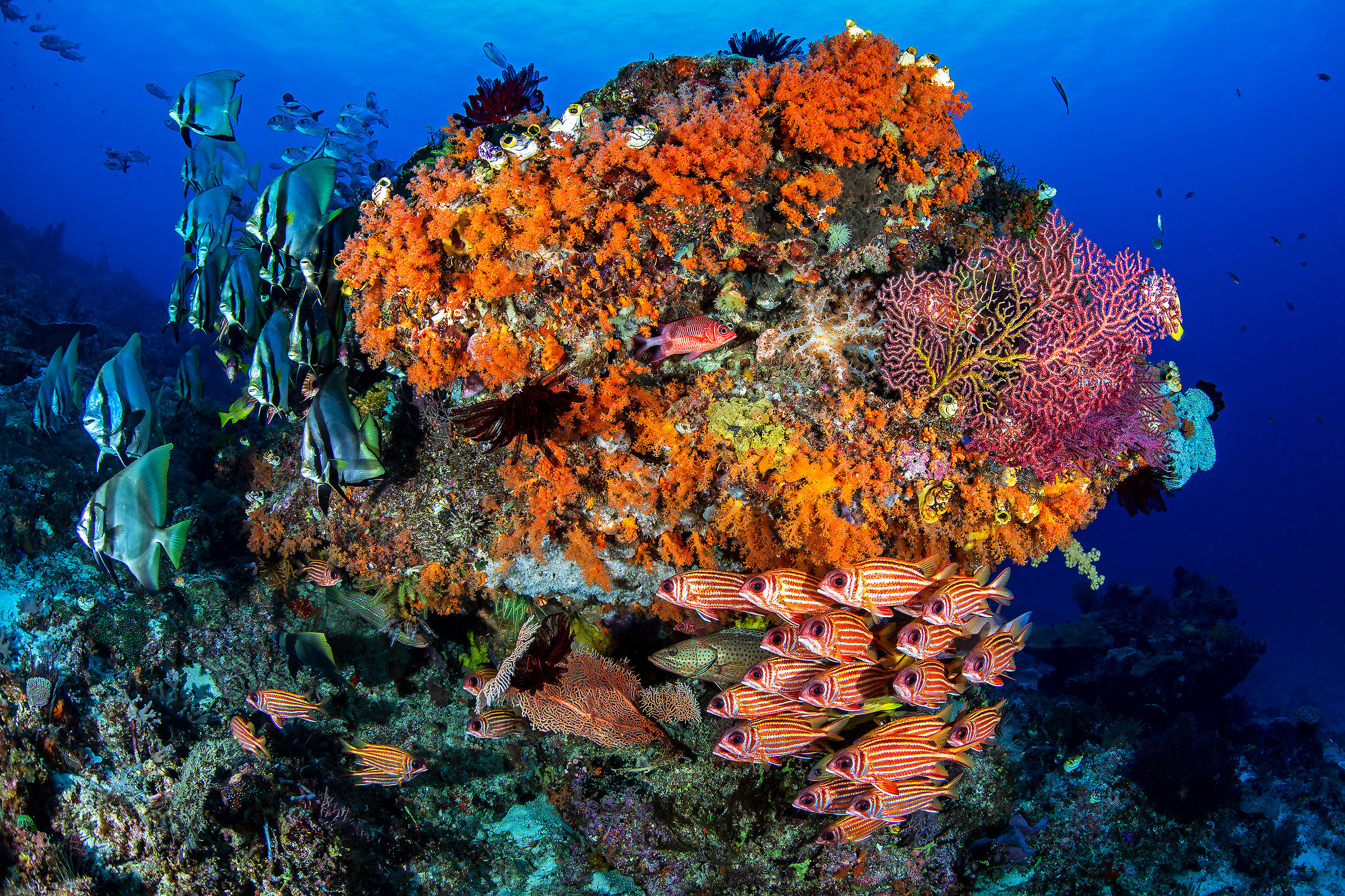 La vita intorno ad una roccia