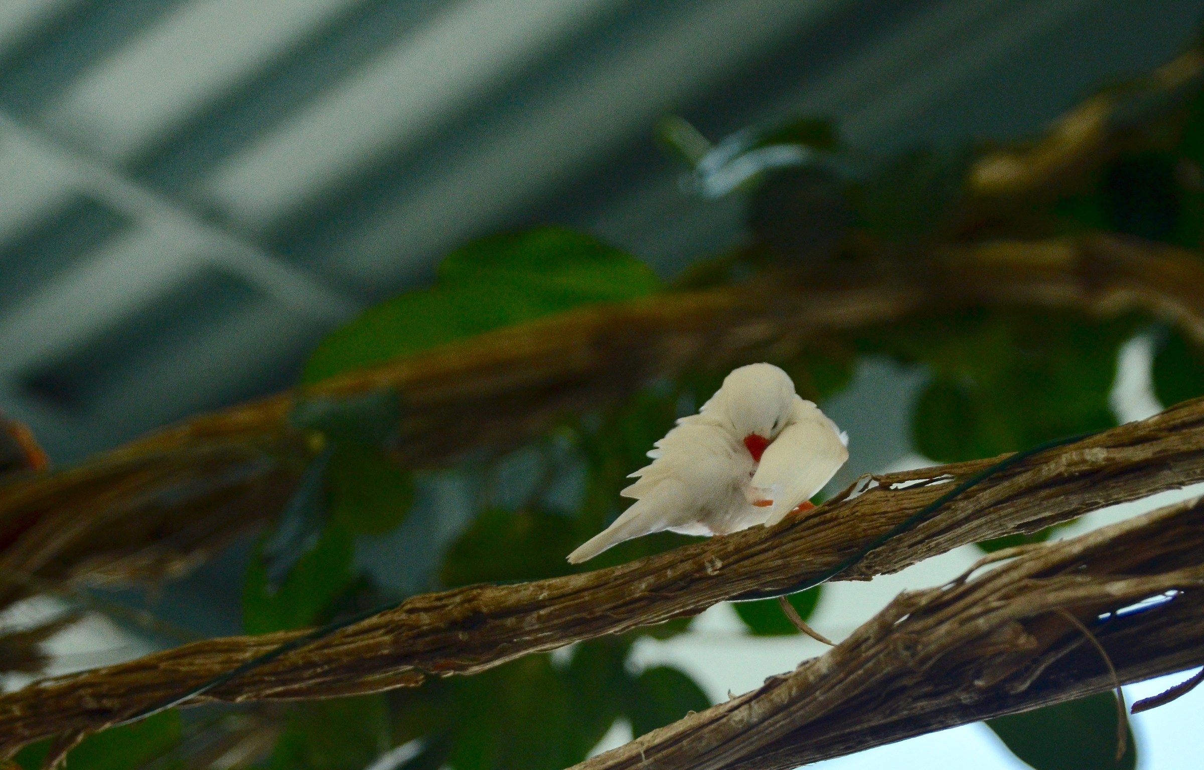 Birds at the Aquarium 1