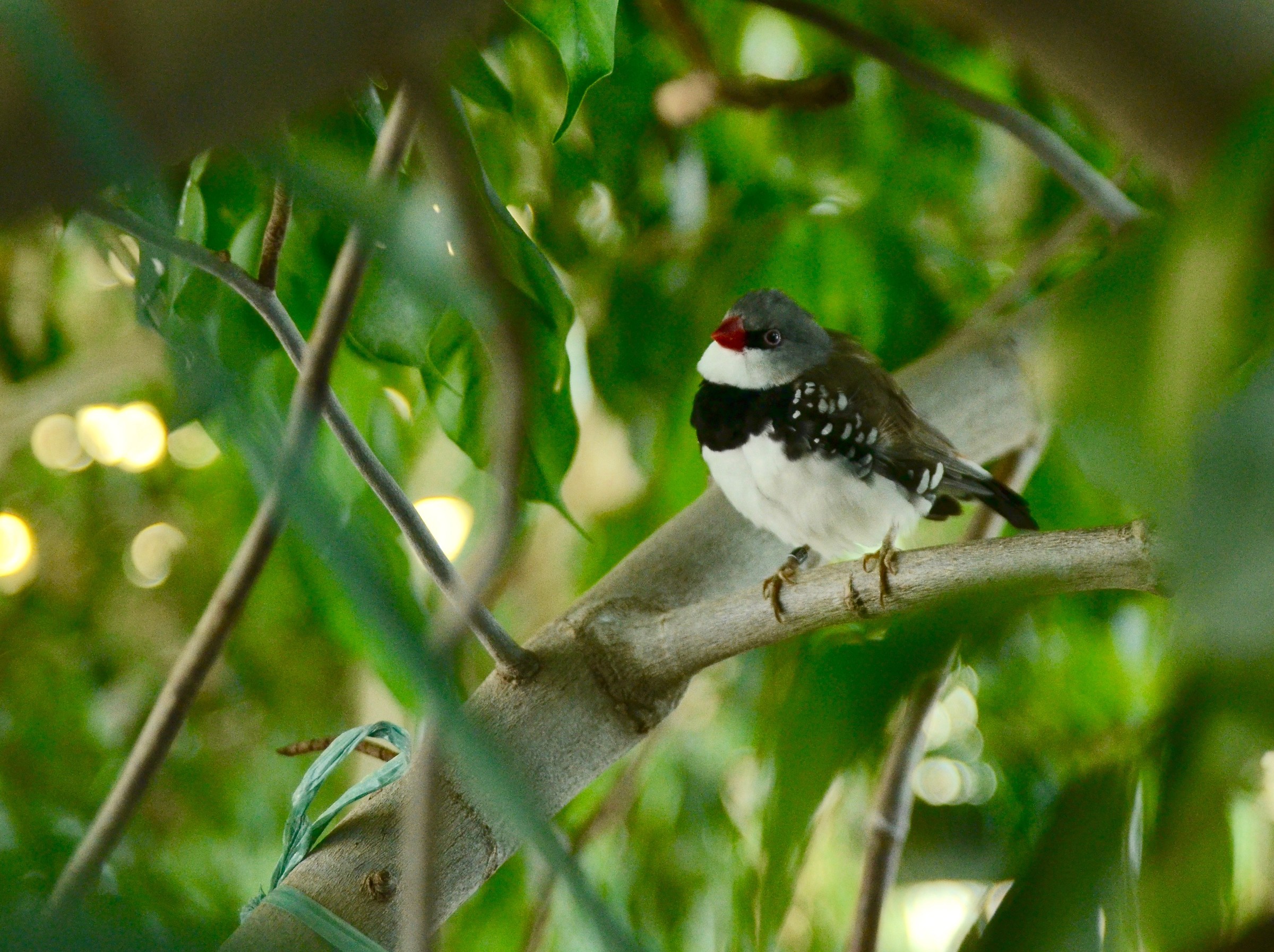 Birds at the Aquarium 3