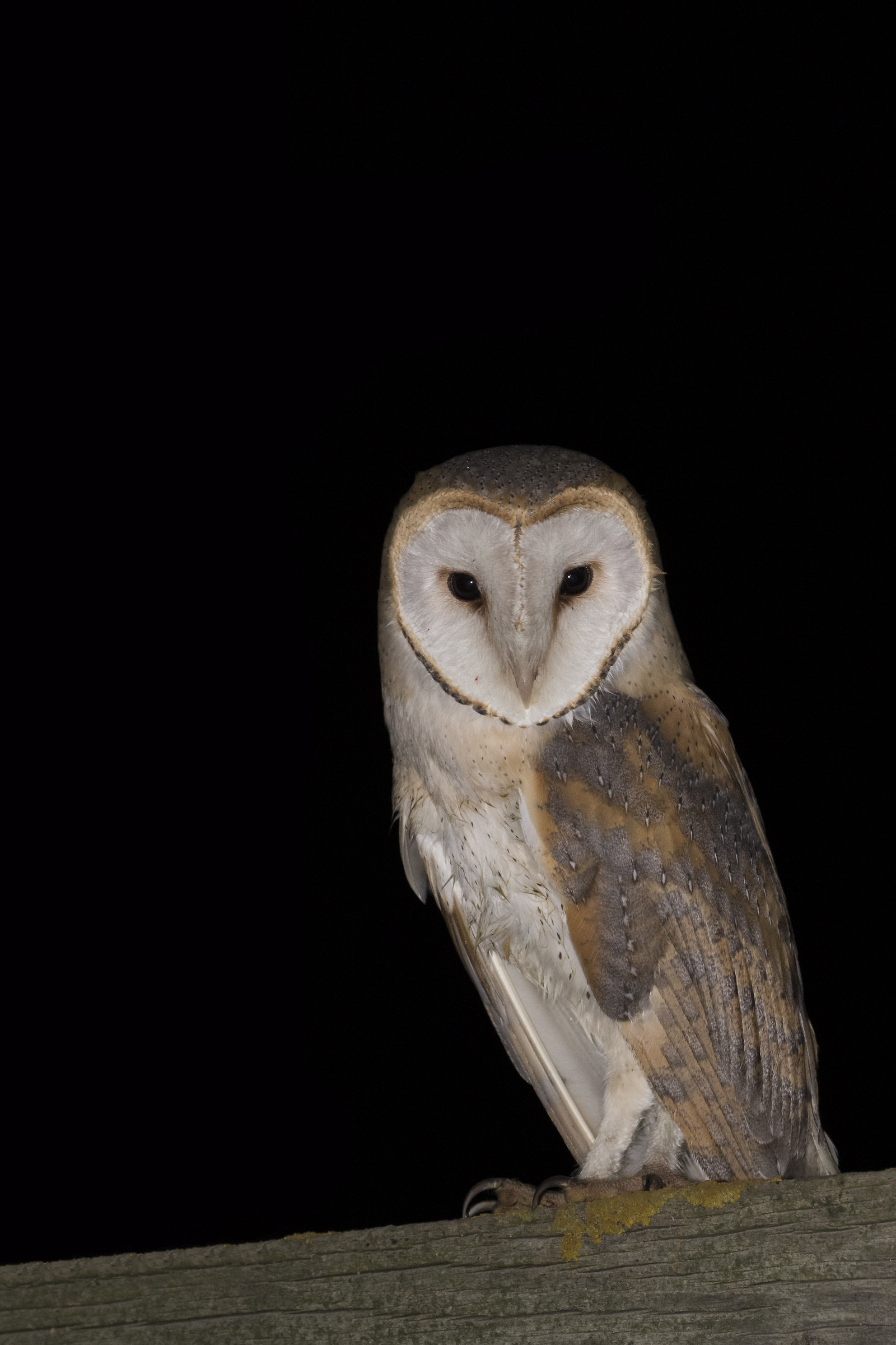 Barbagianni, Tyto Alba
