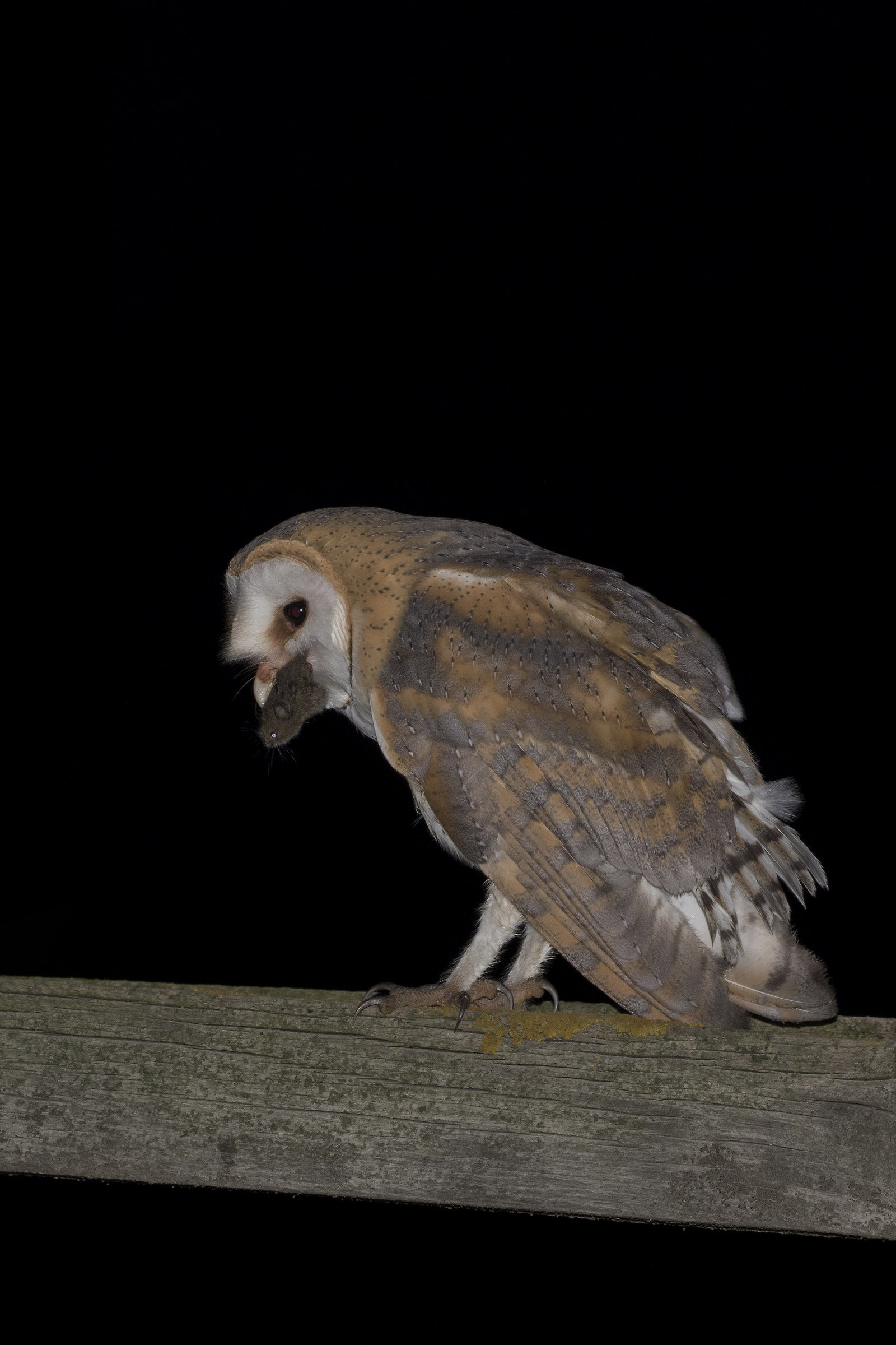 Barbagianni, Tyto Alba