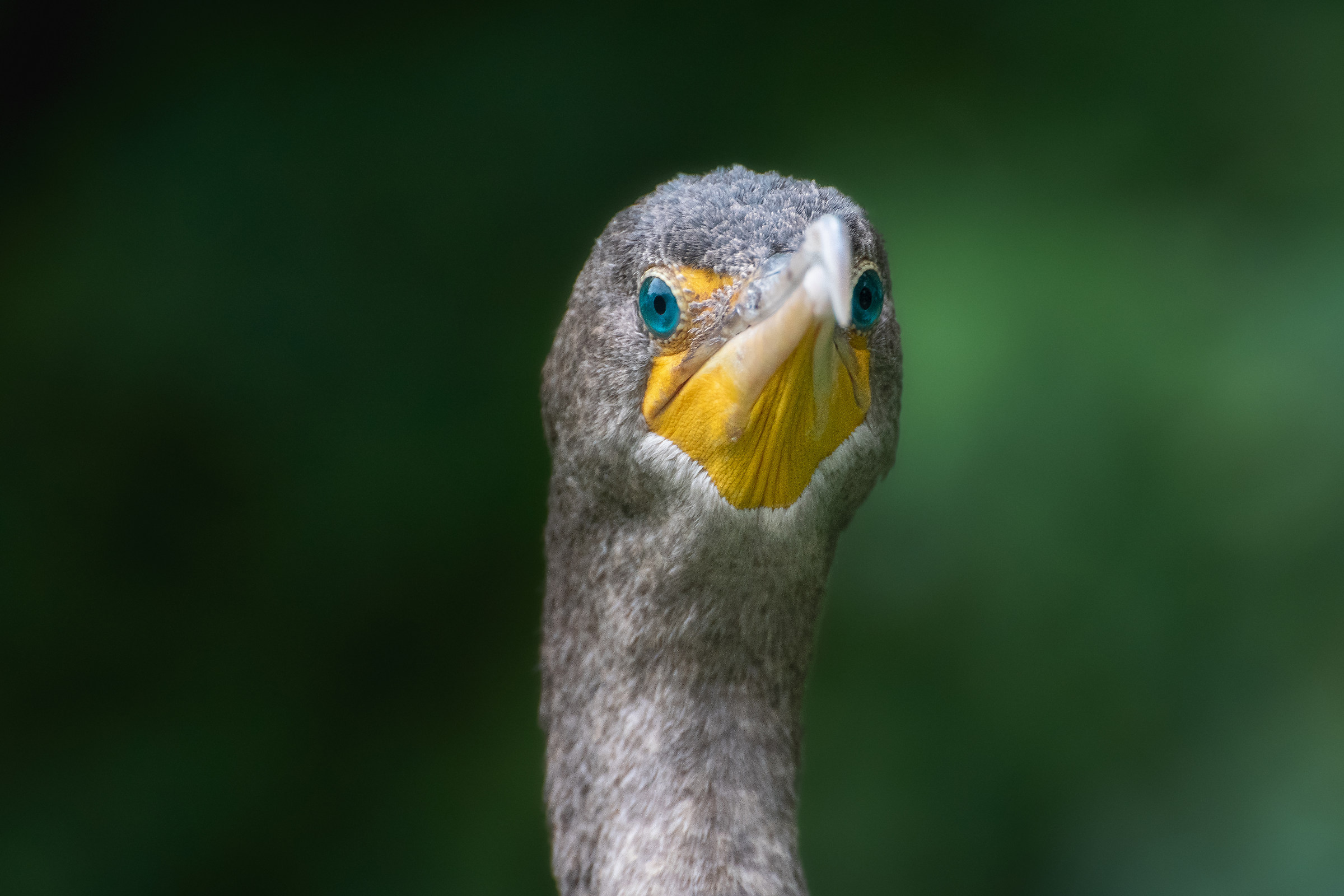 Ritratto di cormorano