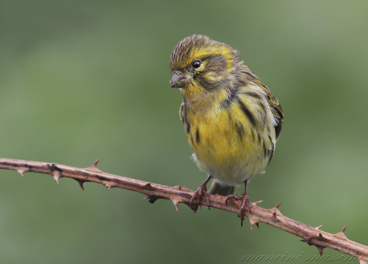 Serin (Serinus serinus)