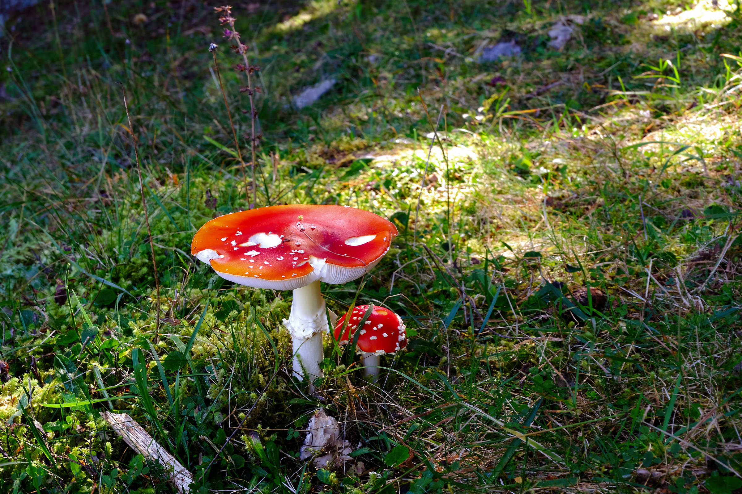 Amanita muscaria