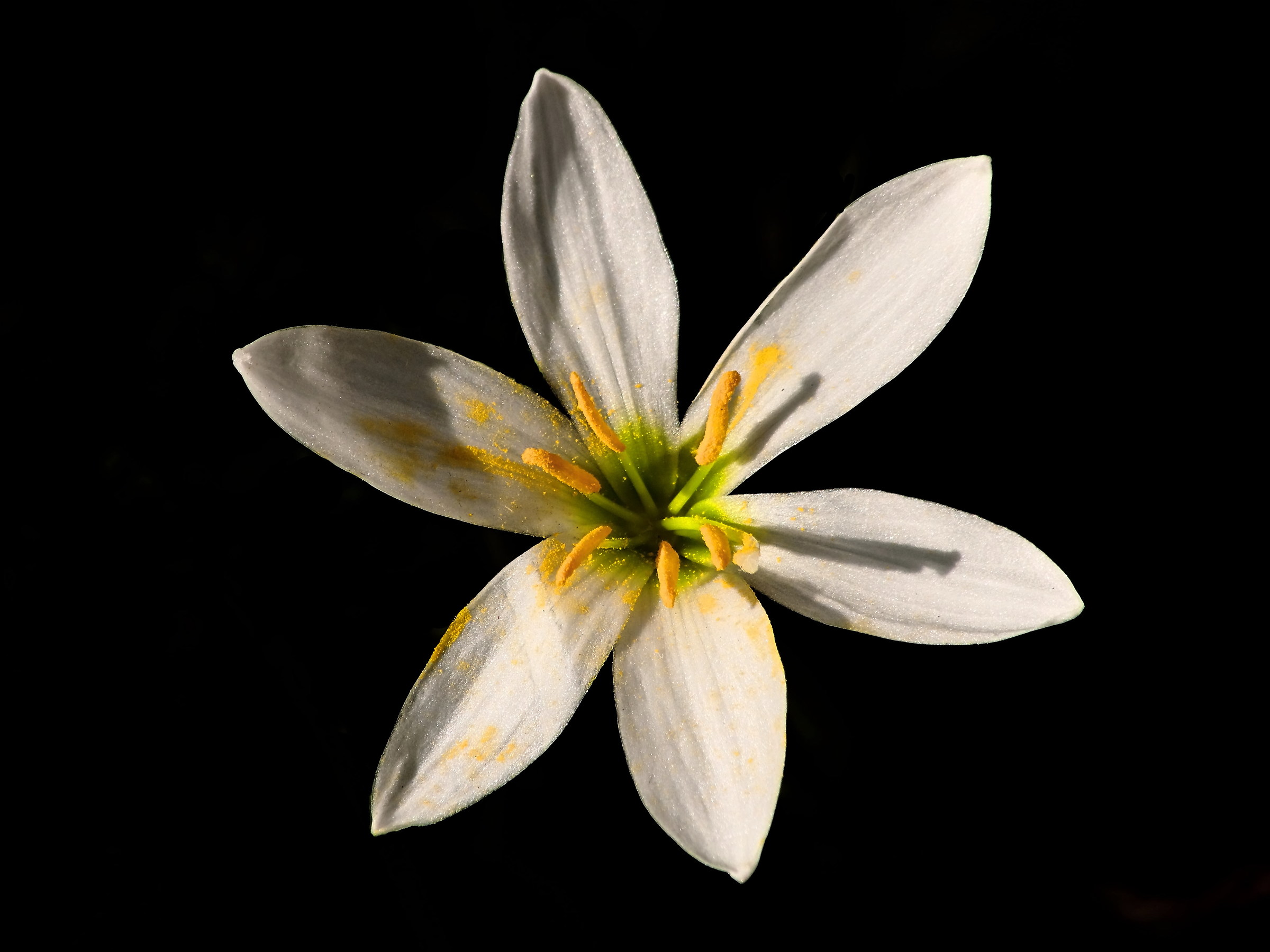 Giglio della pioggia ( Zephyranthes candida)
