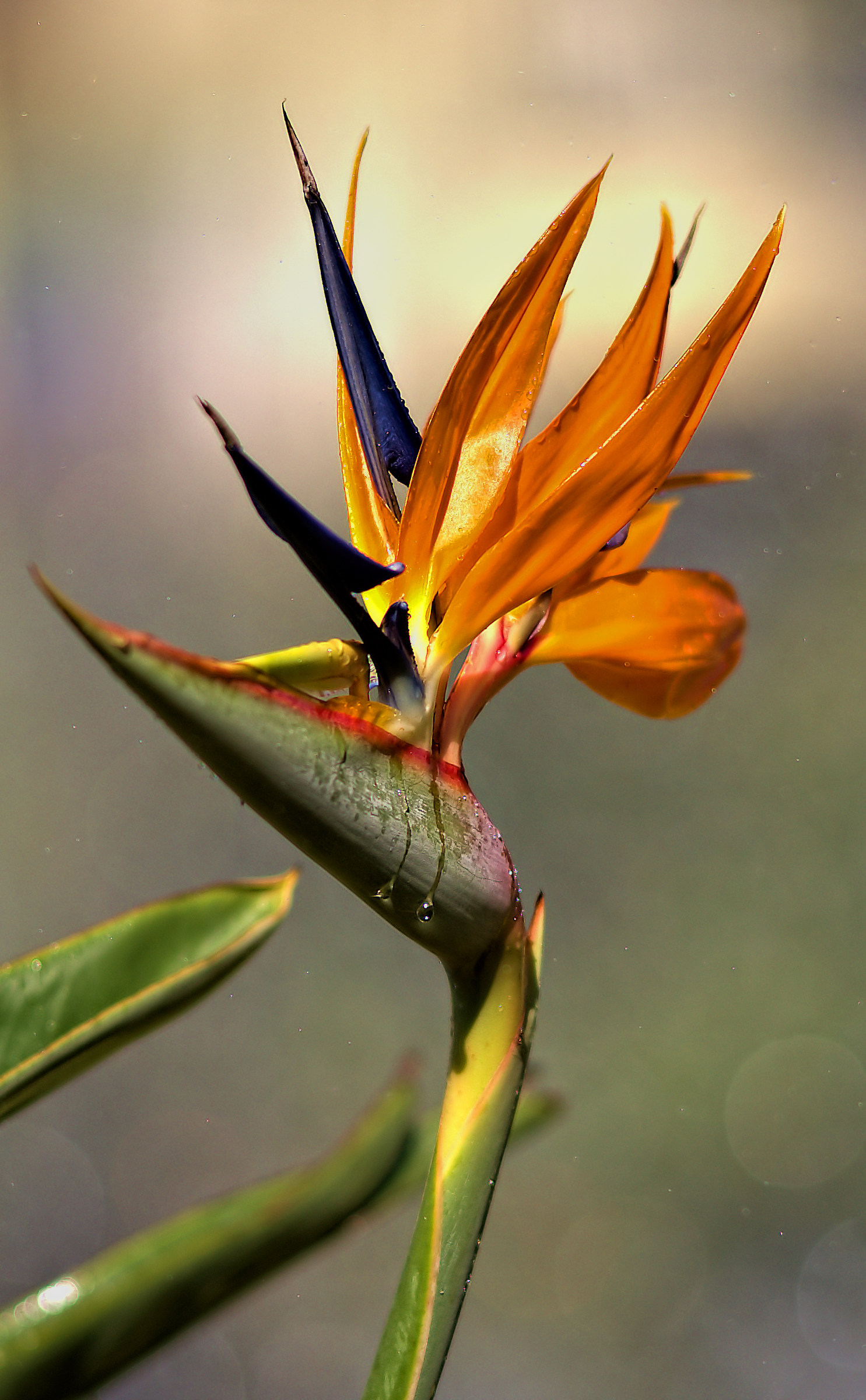 Strelitzia