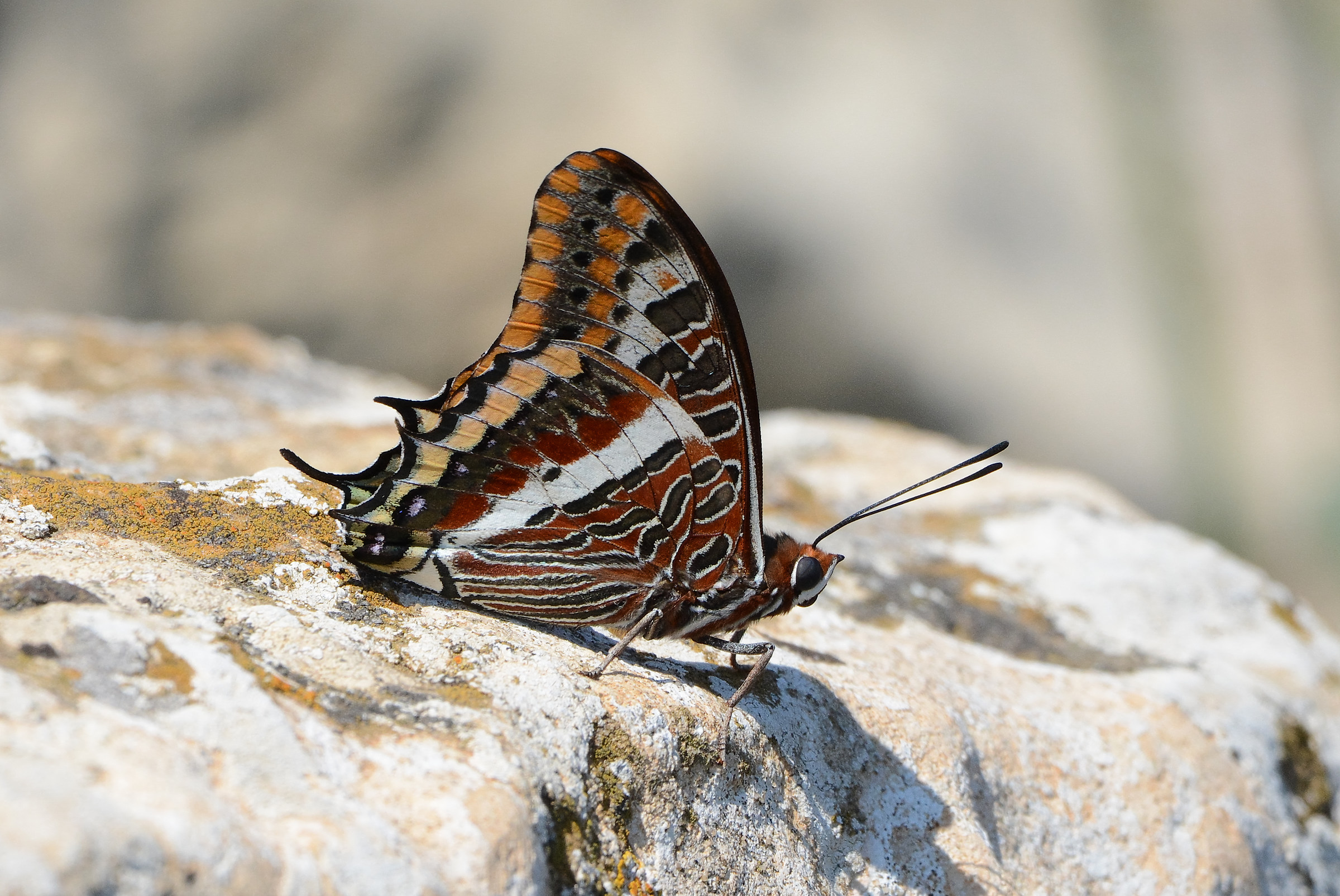 Ninfa del corbezzolo (Charaxes jasius)