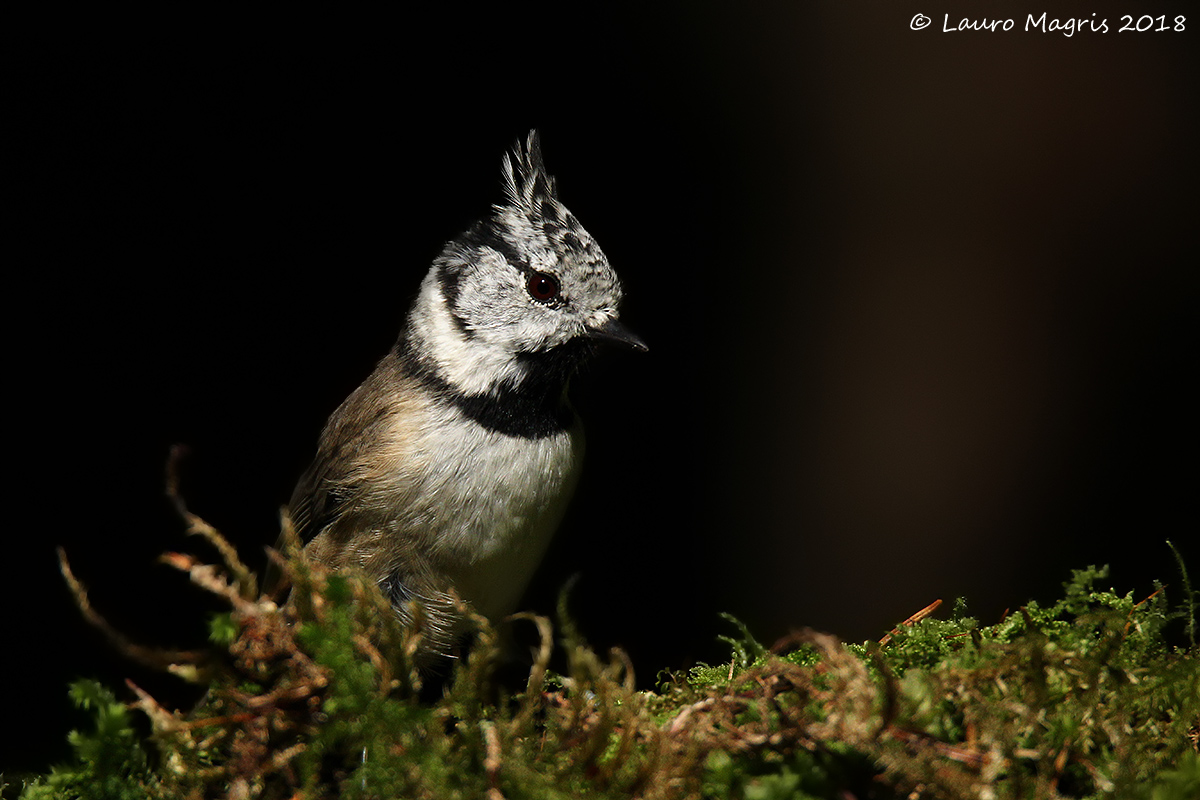 Cincia from the Tuam