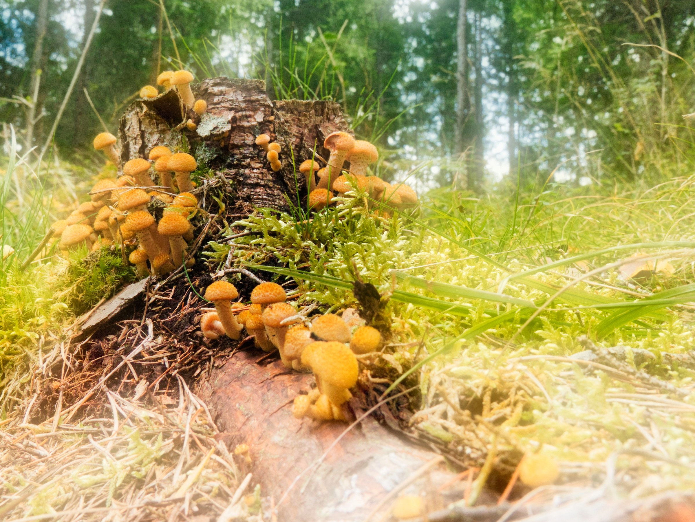 Nella foschia del mattino