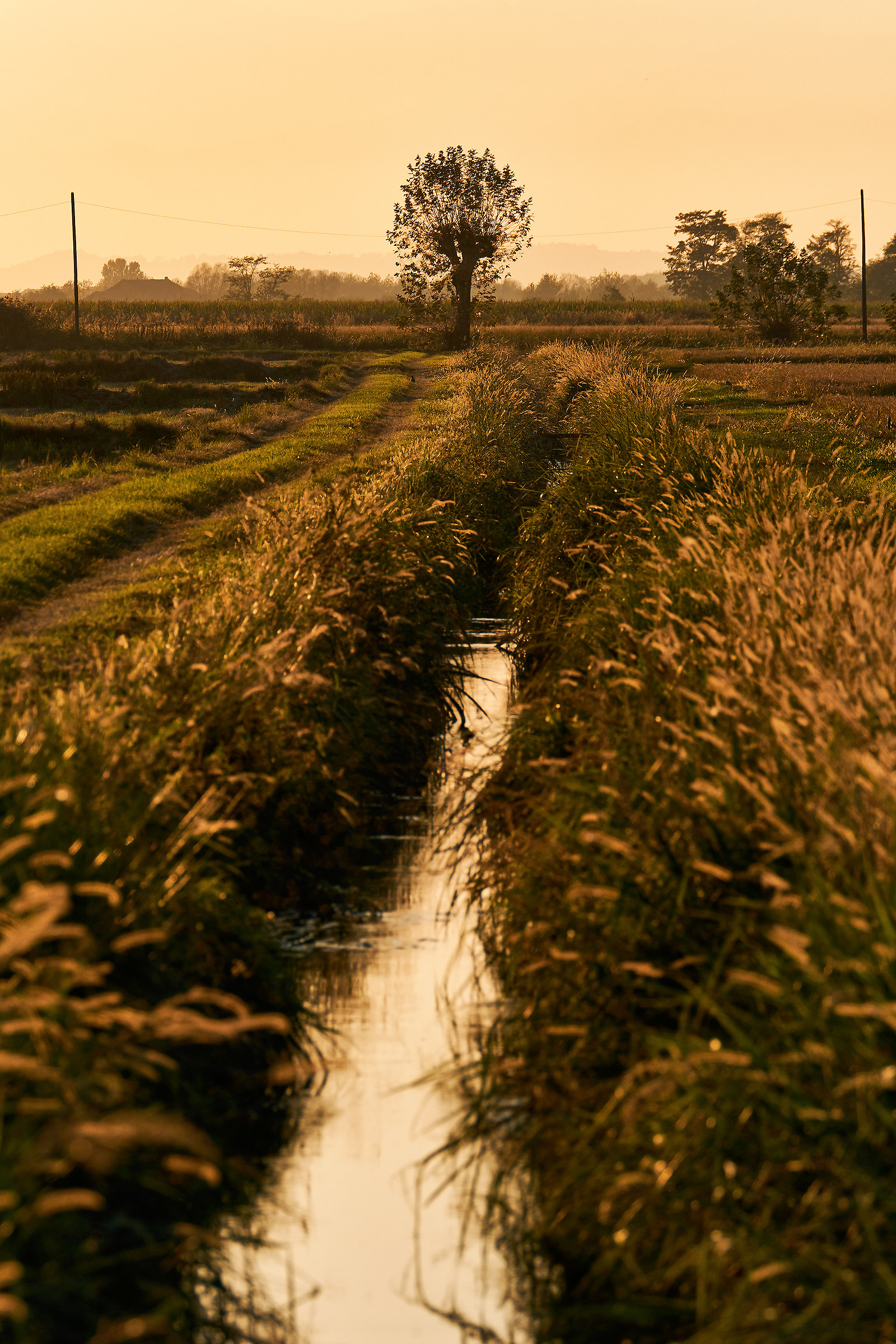The rice fields of the Vercellese