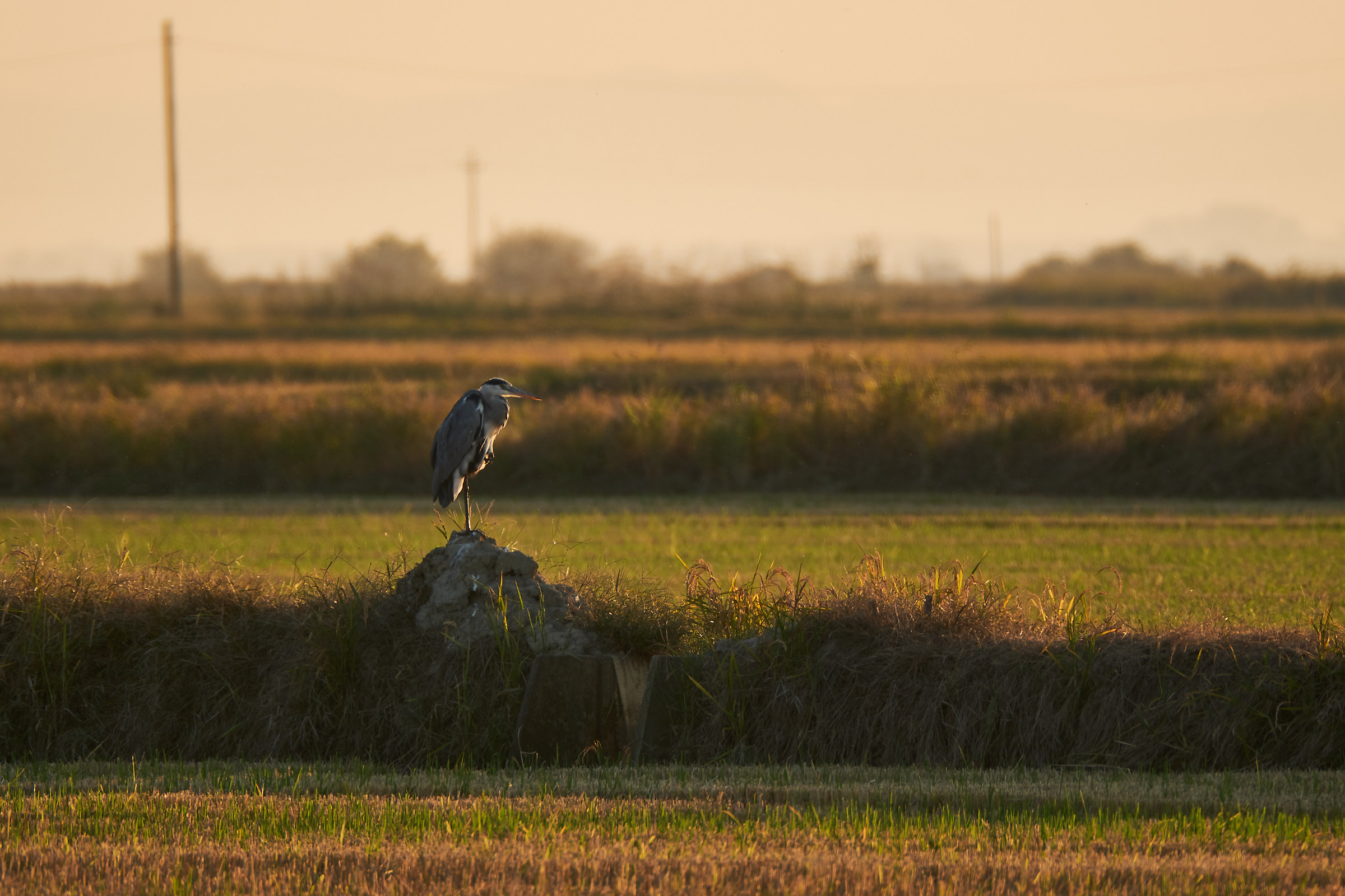 Le risaie del Vercellese