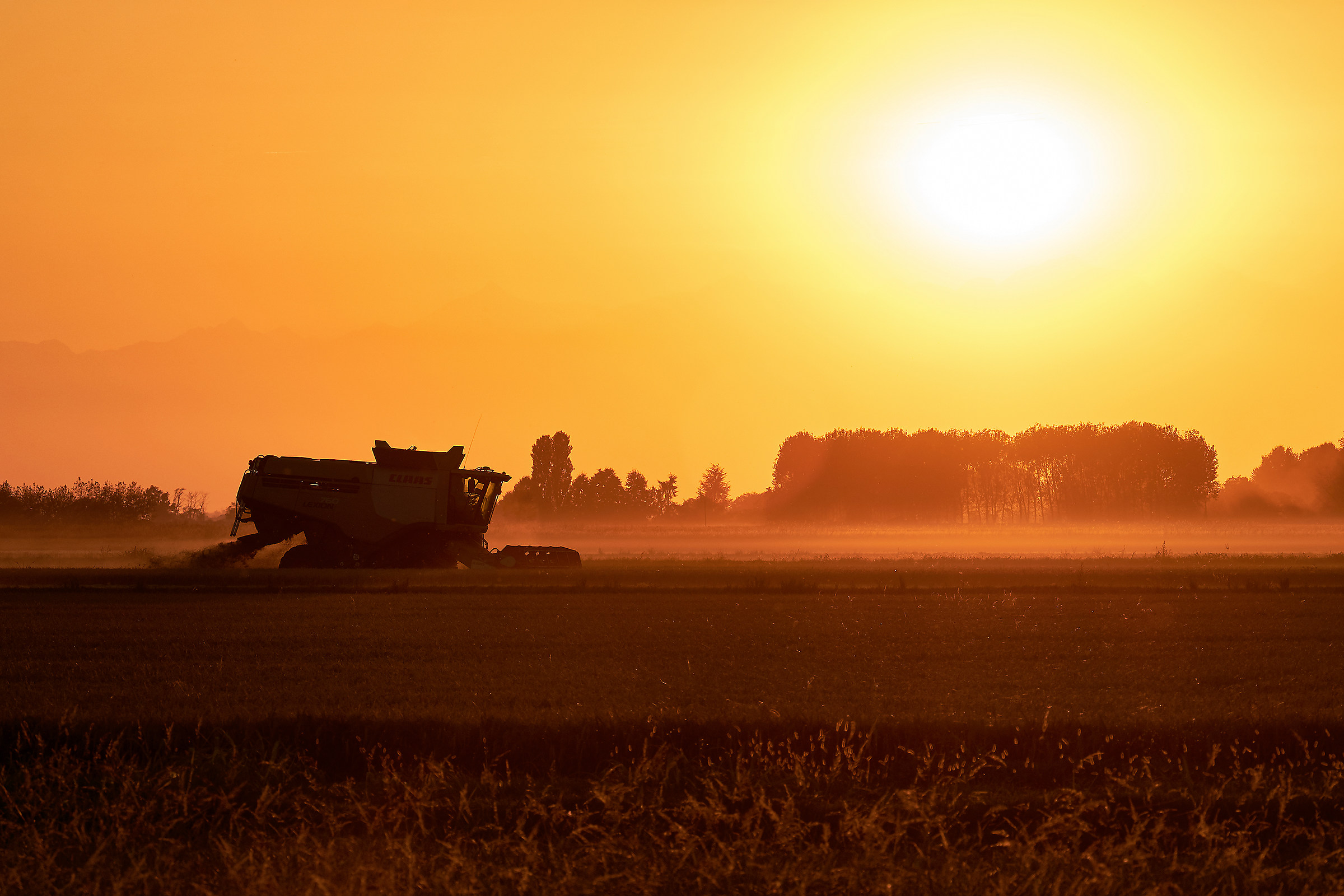 Rice fields of Vercellese: threing.