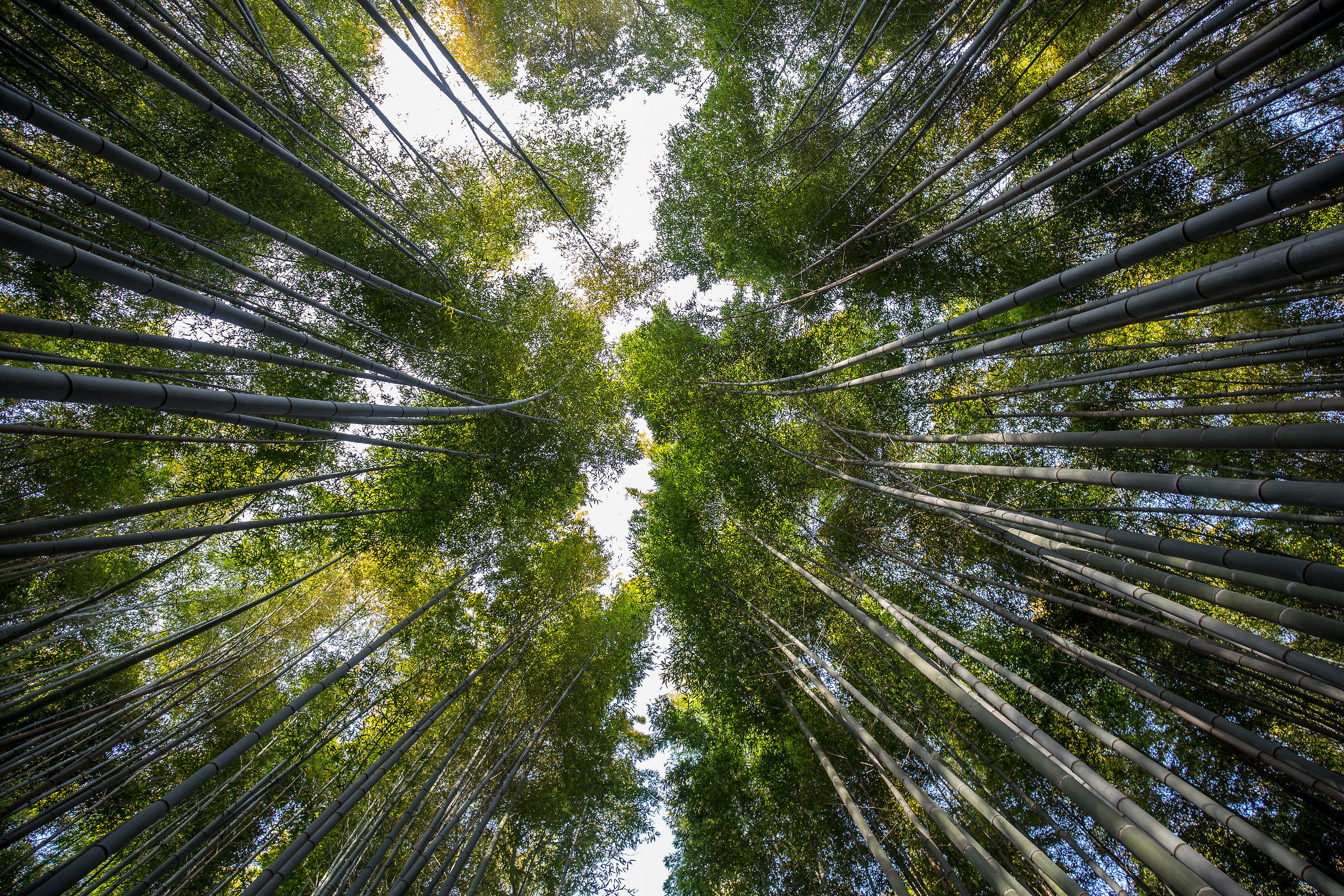 Arashiyama Bamboo Forest