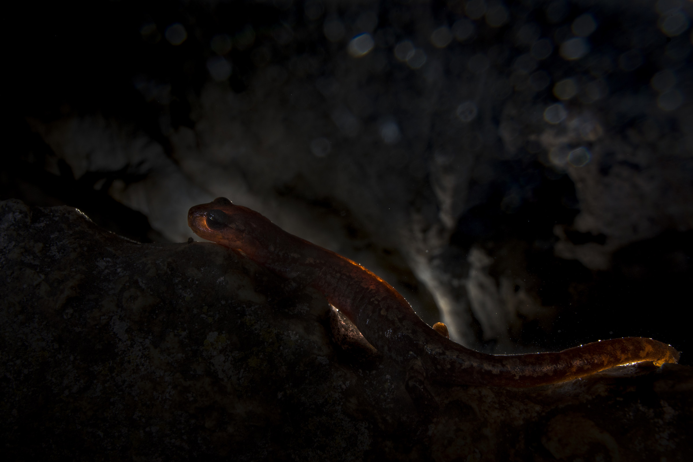 Geotritone of Strinati