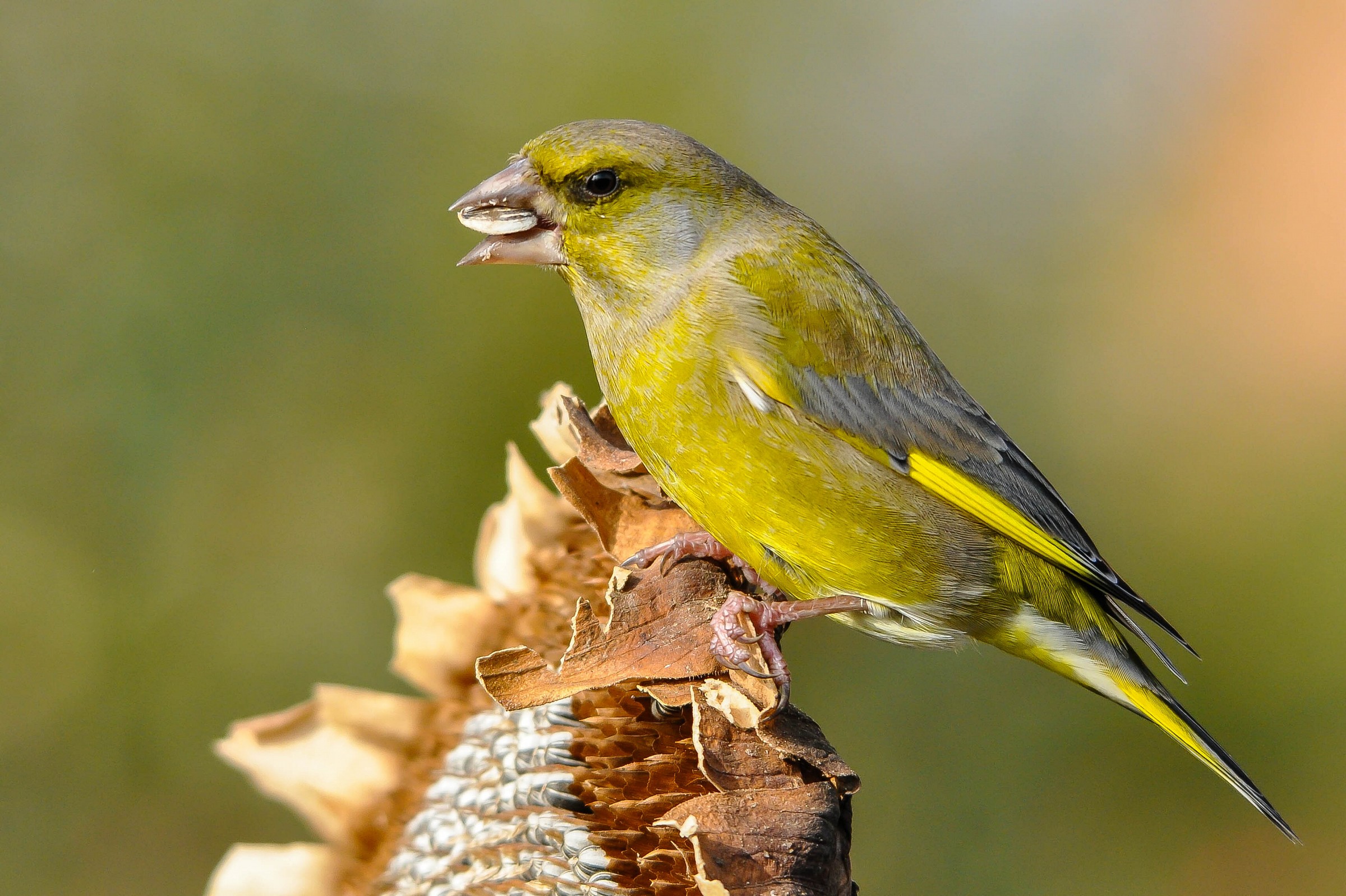 Green with the seed preferred