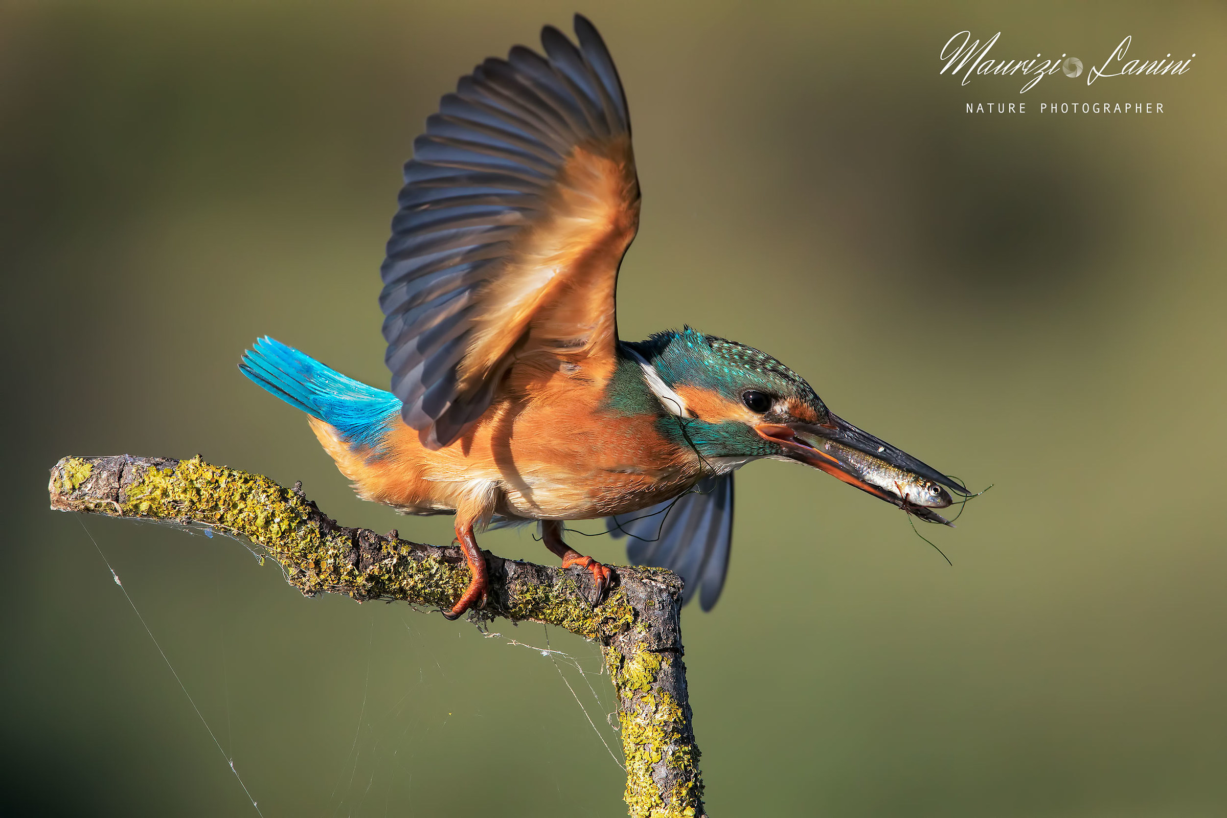 Departing with the prey