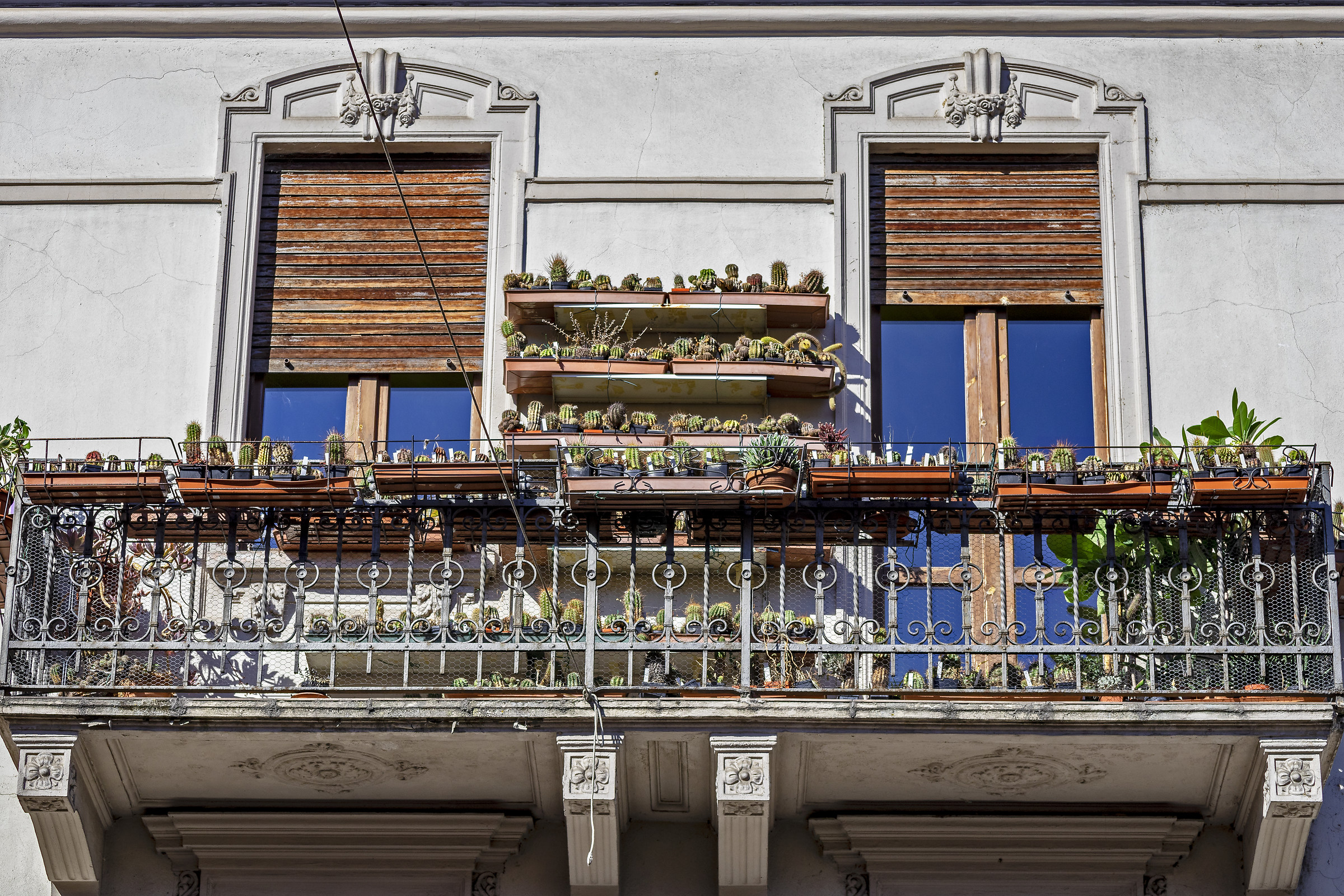 The Collector of the Cactus