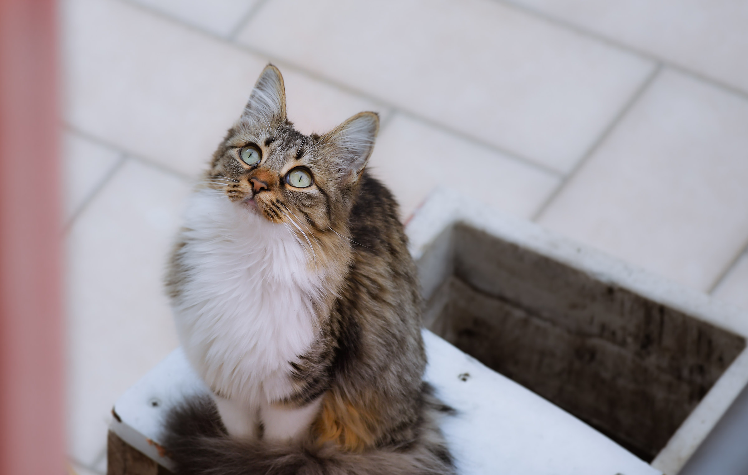 Cat on neighbor's balcony