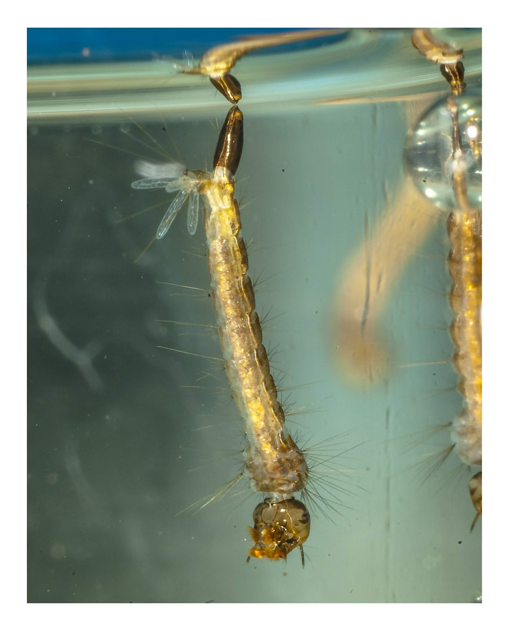 Mosquito Larva