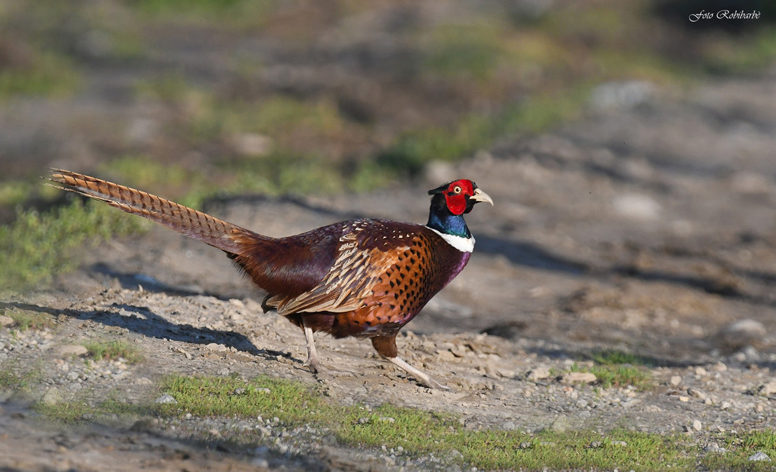Common Pheasant...